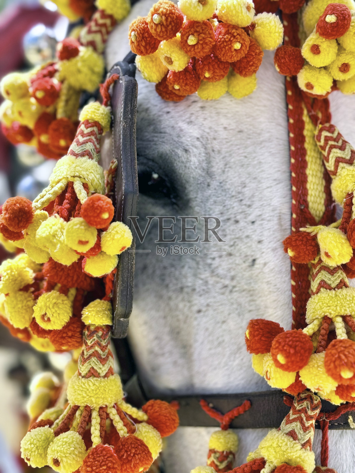 雪利酒集市上一匹雪利酒马的脸部特写照片摄影图片