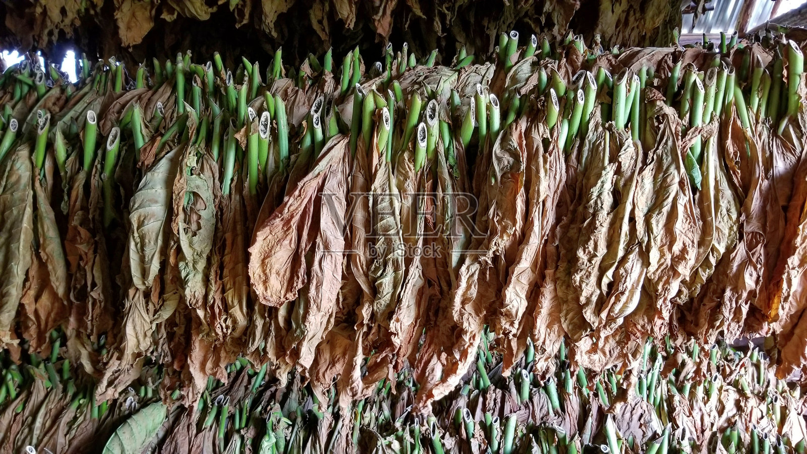 烟草照片摄影图片