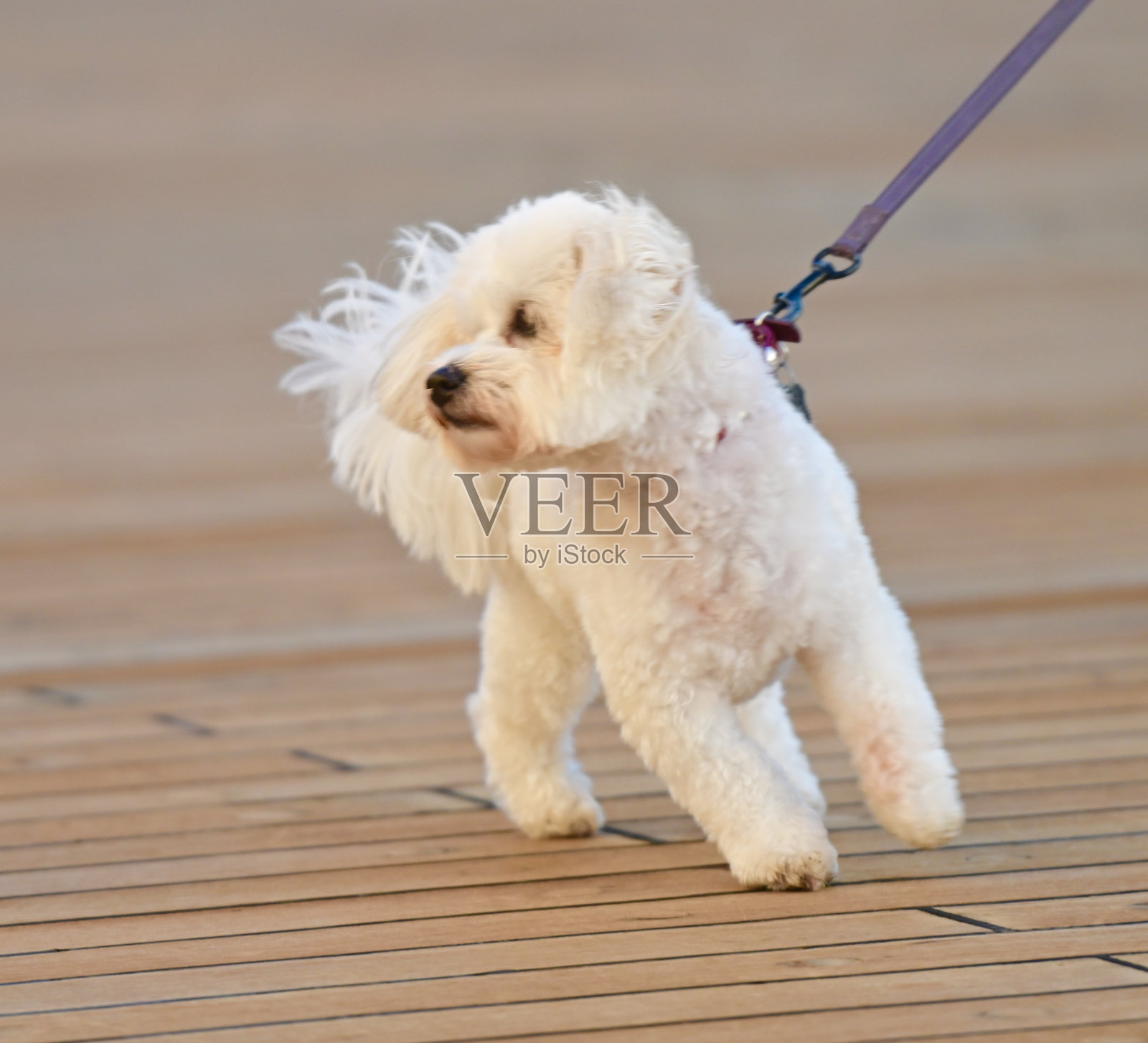 马达加斯加长毛犬照片摄影图片