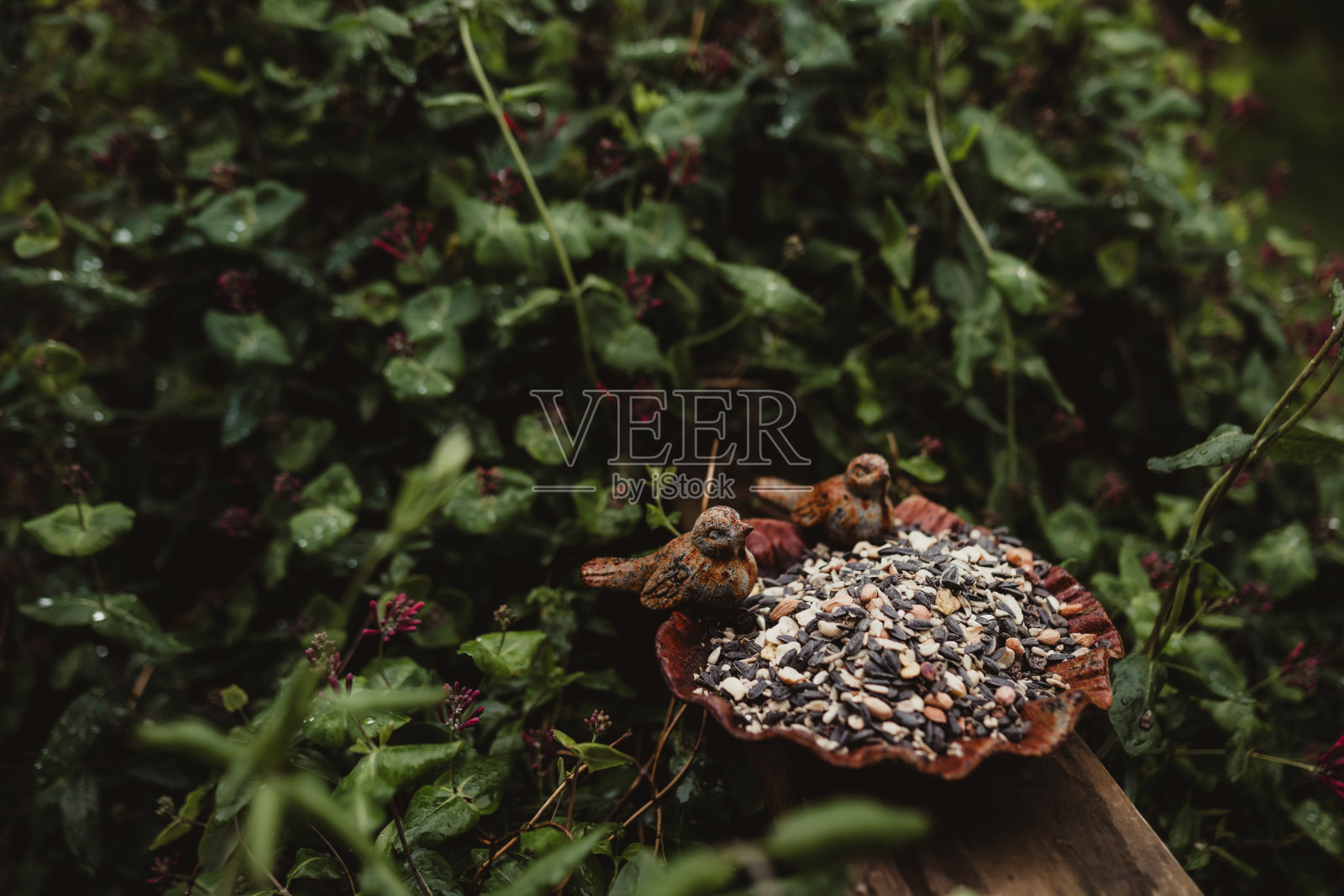 鸟食器与鸟的种子和坚果照片摄影图片