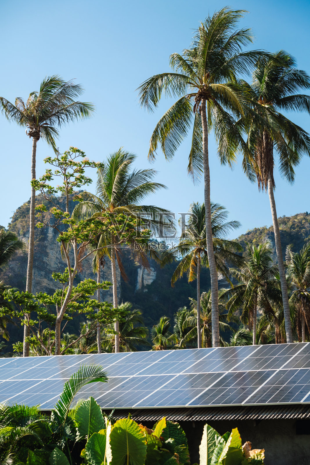 太阳能电池板和棕榈树照片摄影图片