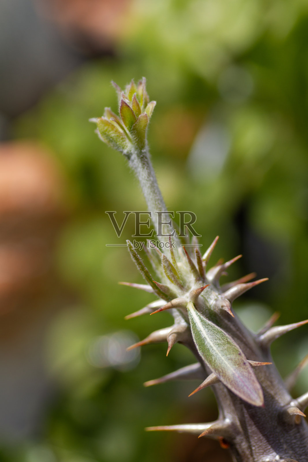 食典植物(密花科)照片摄影图片