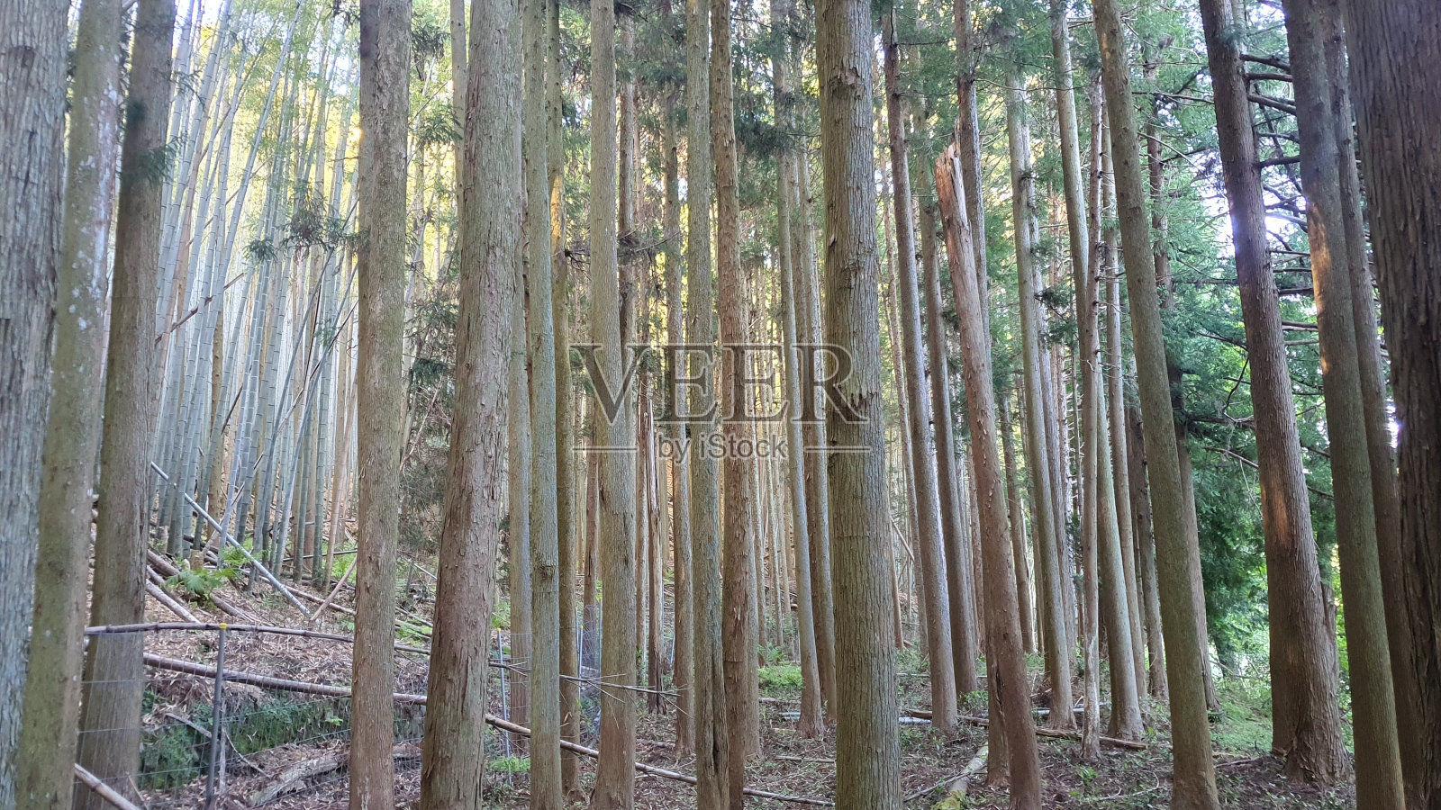 森林里的树照片摄影图片