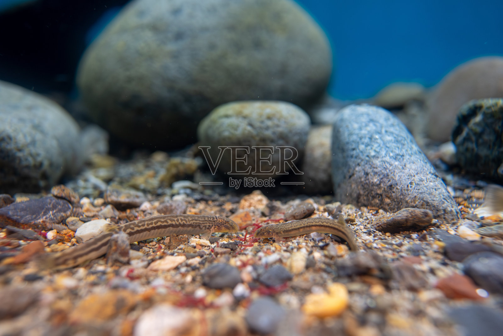 泥鳅(细嫩泥鳅)照片摄影图片