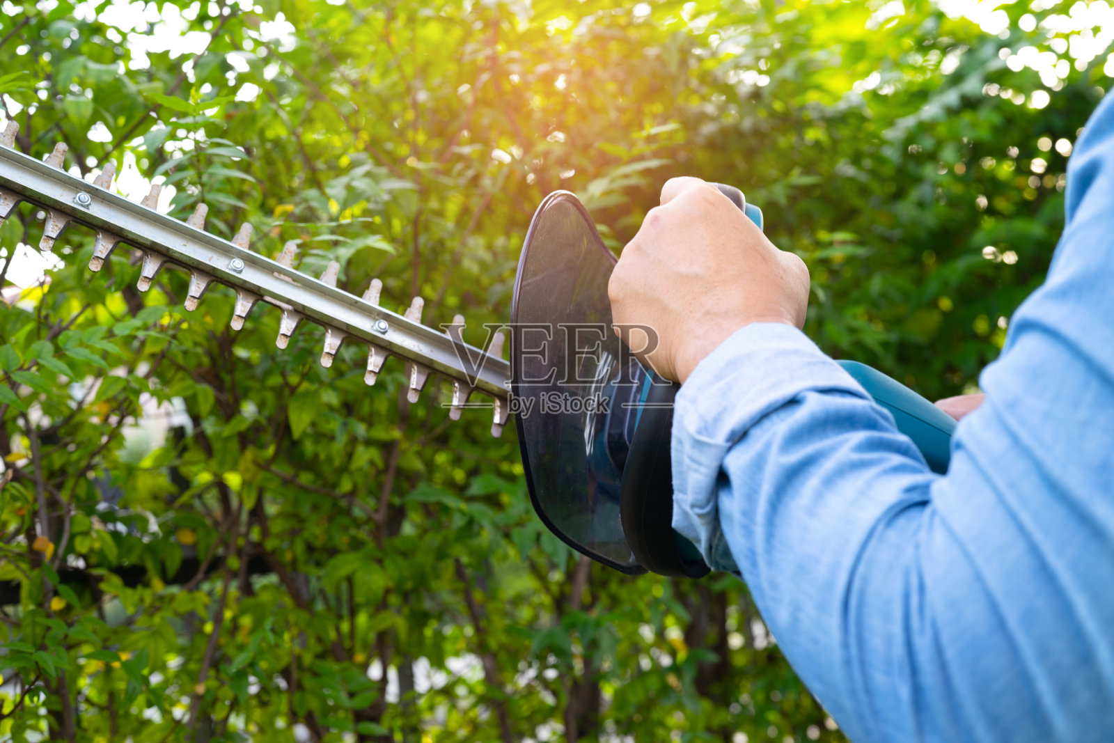妇女照顾和种植植物，爱好种植家庭花园，观赏修剪。照片摄影图片