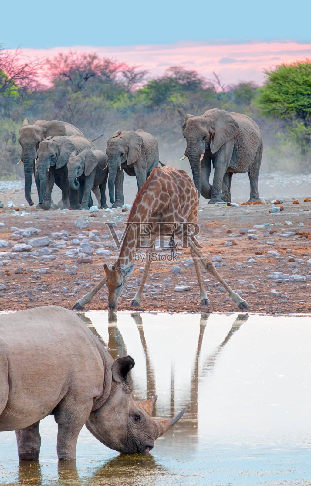 一只犀牛和长颈鹿正在一个小湖里喝水——一群大象家族在令人惊叹的日落时分在湖里喝水——非洲纳米比亚埃托沙国家公园照片摄影图片
