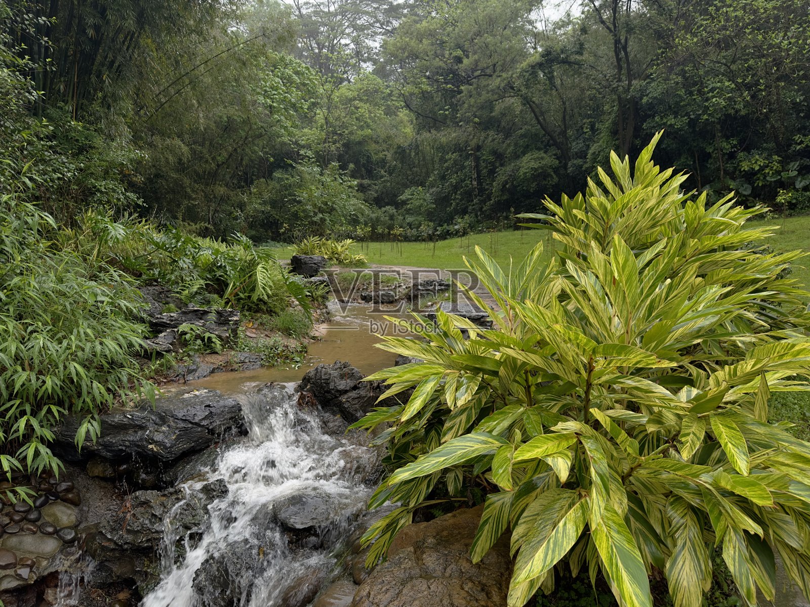树林里潺潺流水照片摄影图片