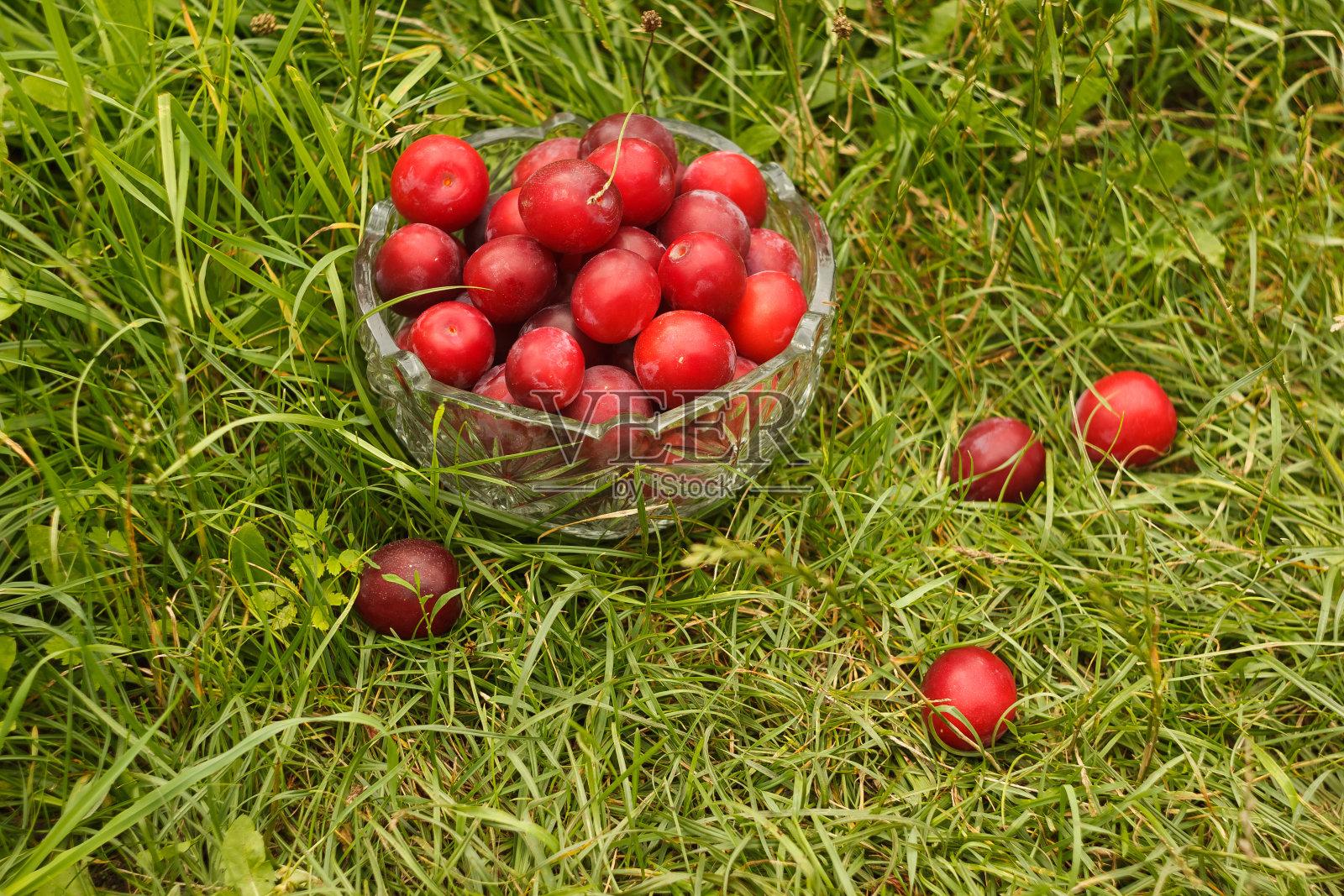 水晶花瓶中的成熟红梅照片摄影图片