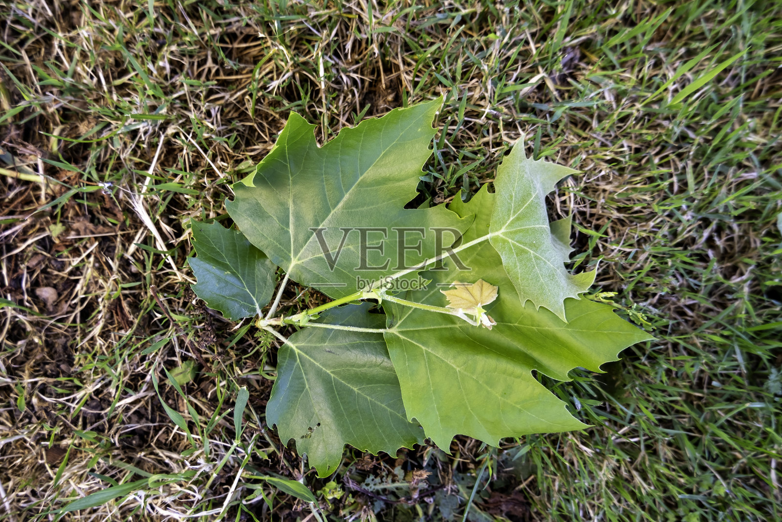 绿色树篱背景照片摄影图片