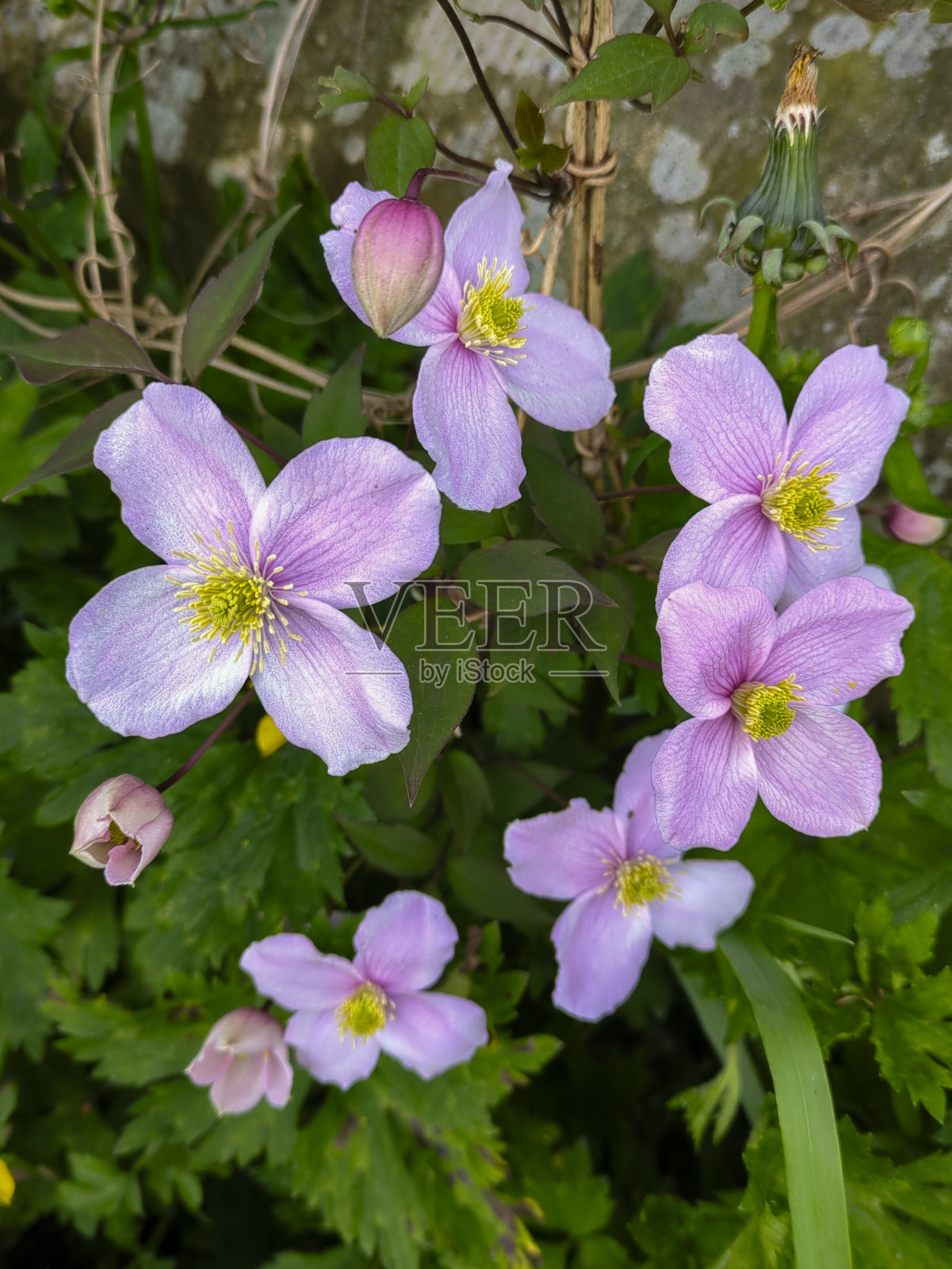 苏格兰爱丁堡照片摄影图片