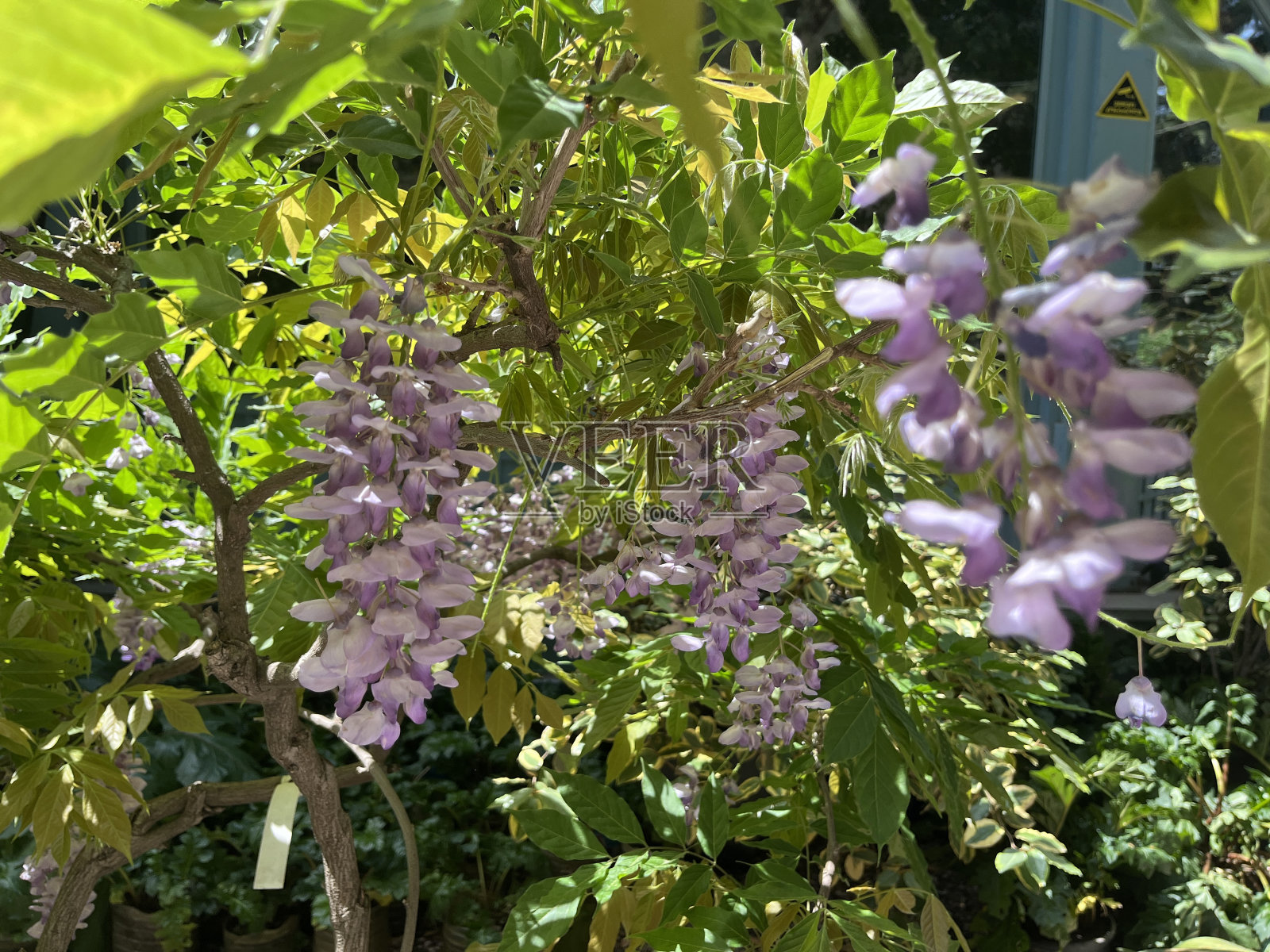 紫藤照片摄影图片