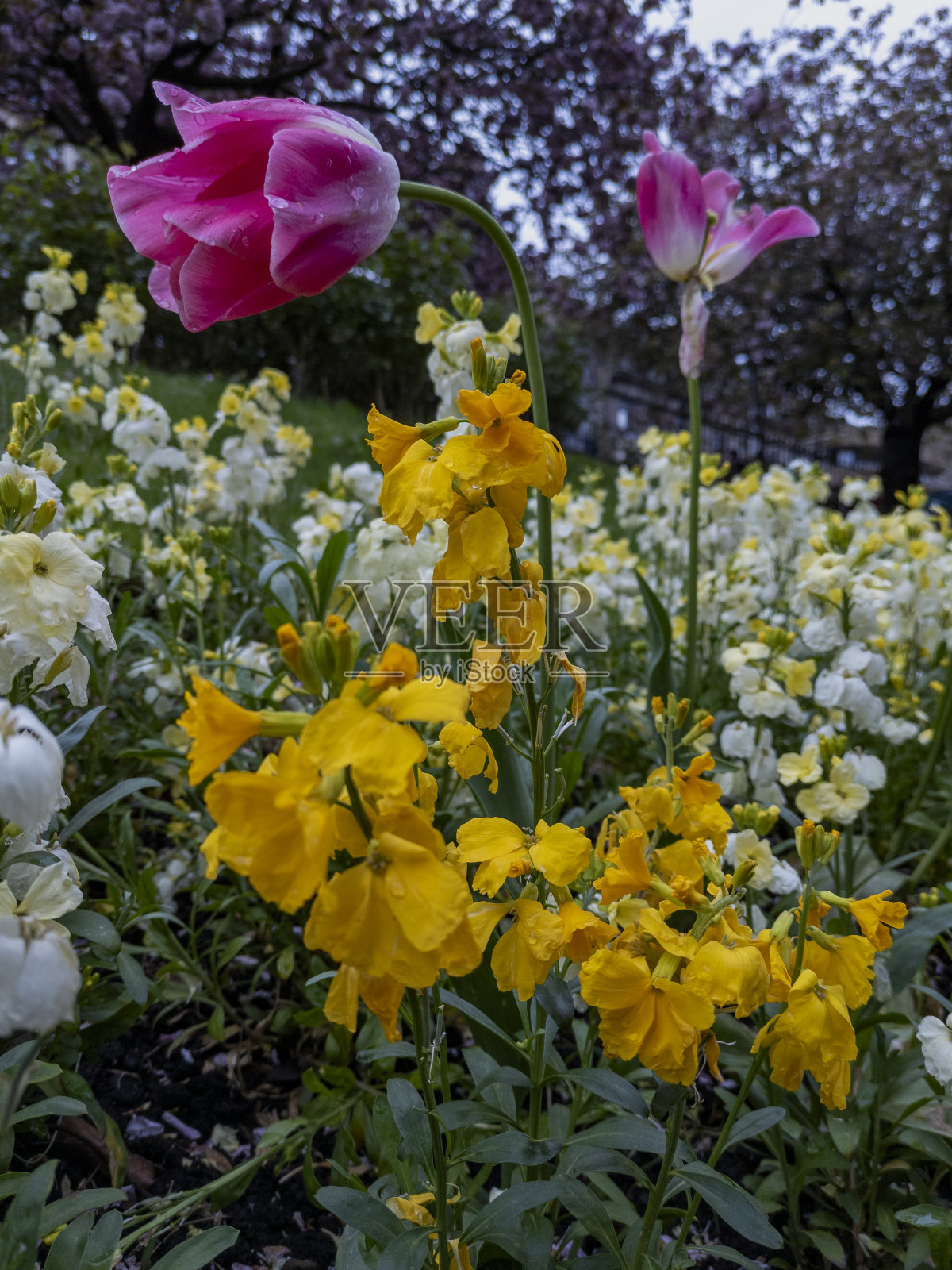 苏格兰爱丁堡照片摄影图片