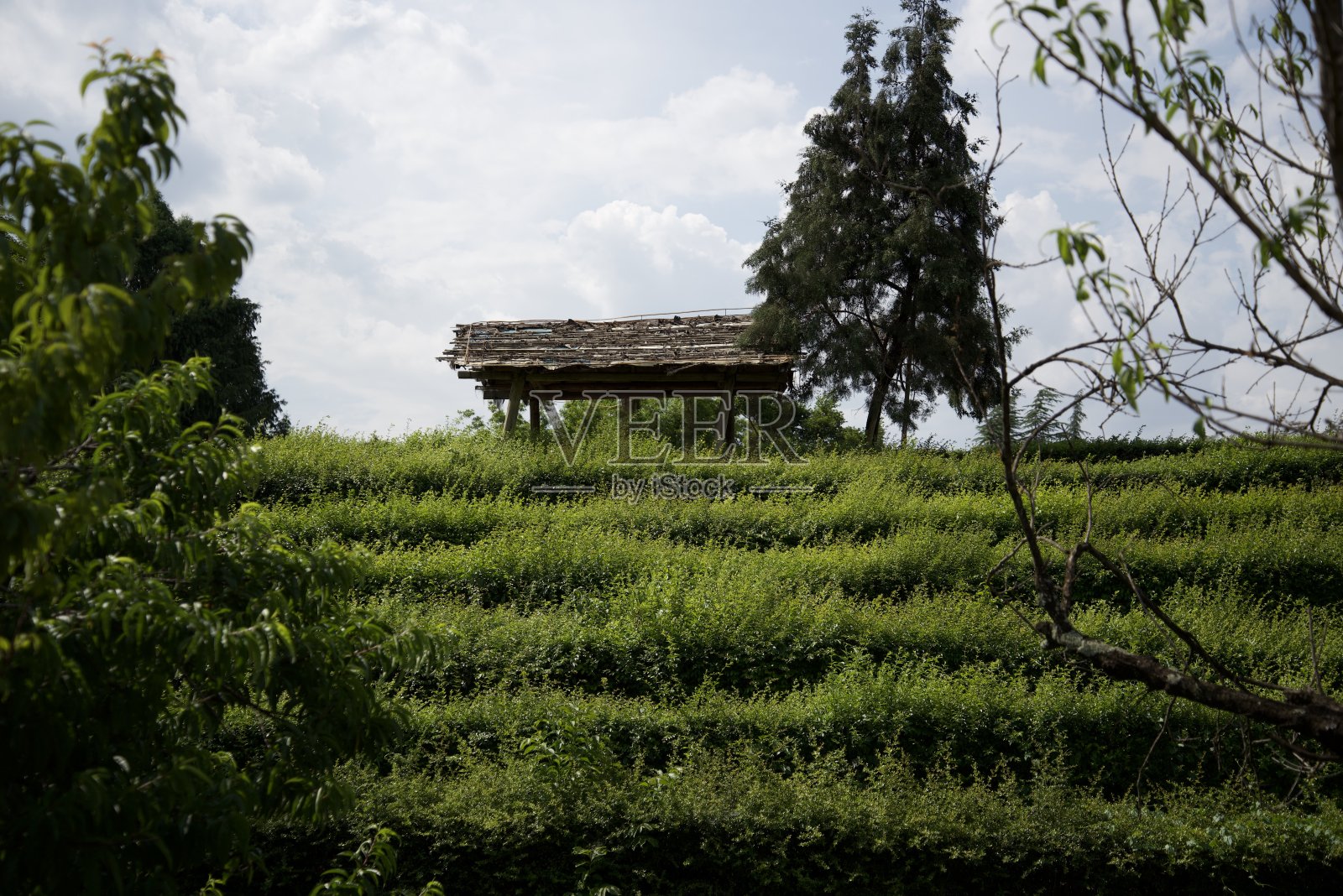 草地小屋照片摄影图片