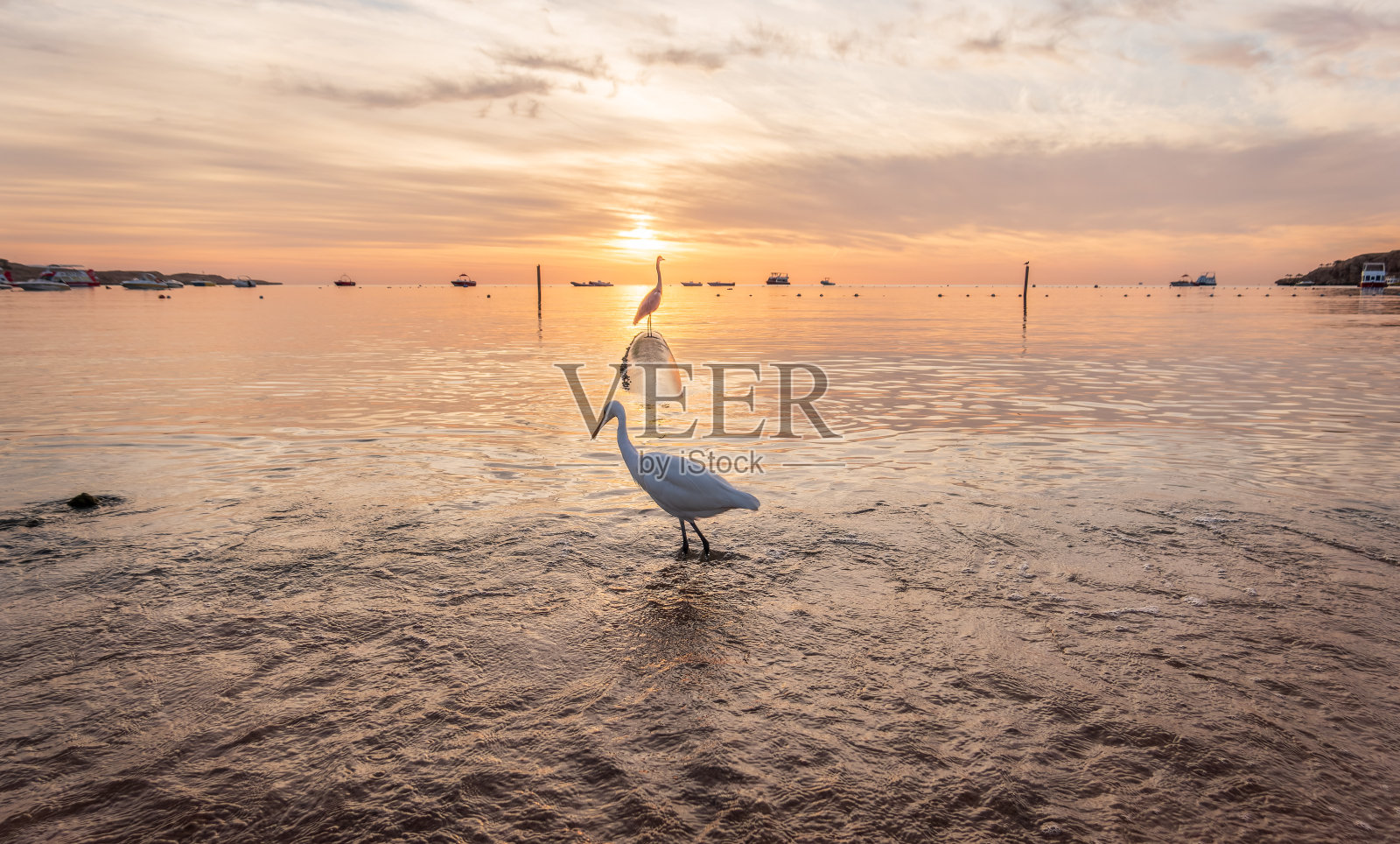 大白鹭(Ardea alba)，一种中等大小的白鹭在海边钓鱼照片摄影图片