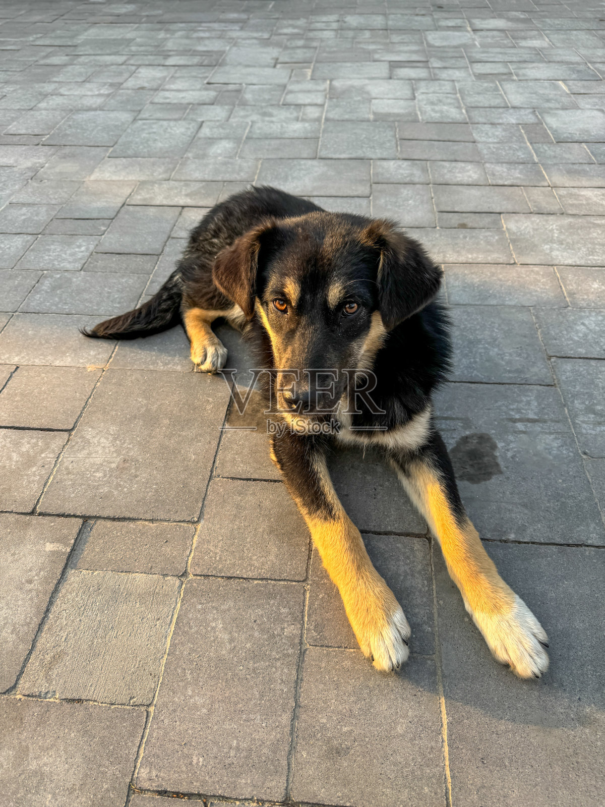 一条杂种狗在石板上的画像照片摄影图片