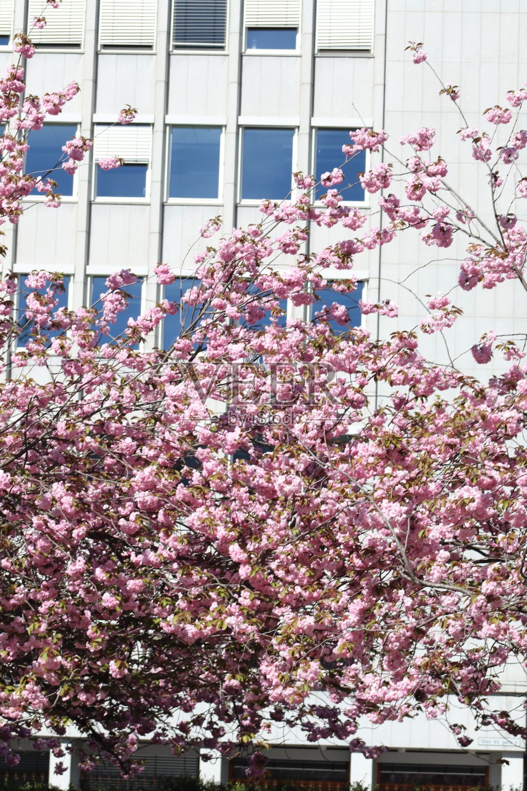 樱花树在盛开，粉红色的花在树上。照片摄影图片