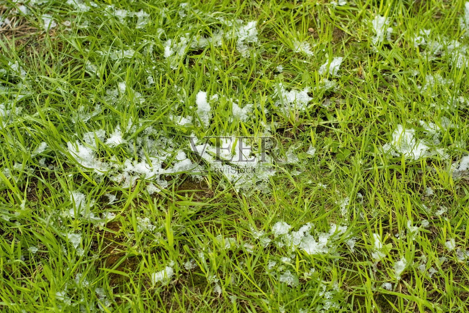绿草上有雪。春天突然下霜。照片摄影图片