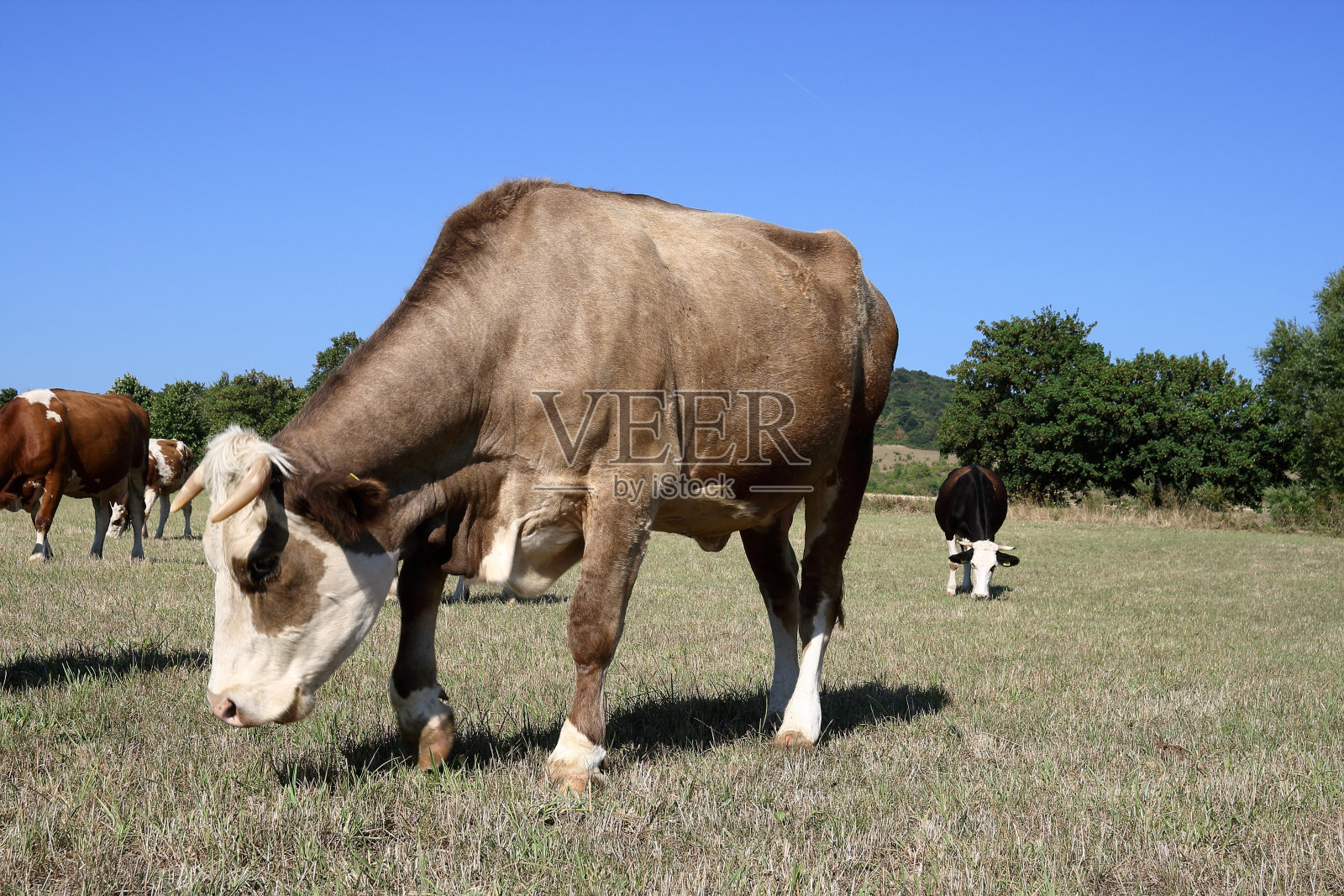 牧场牛。照片摄影图片