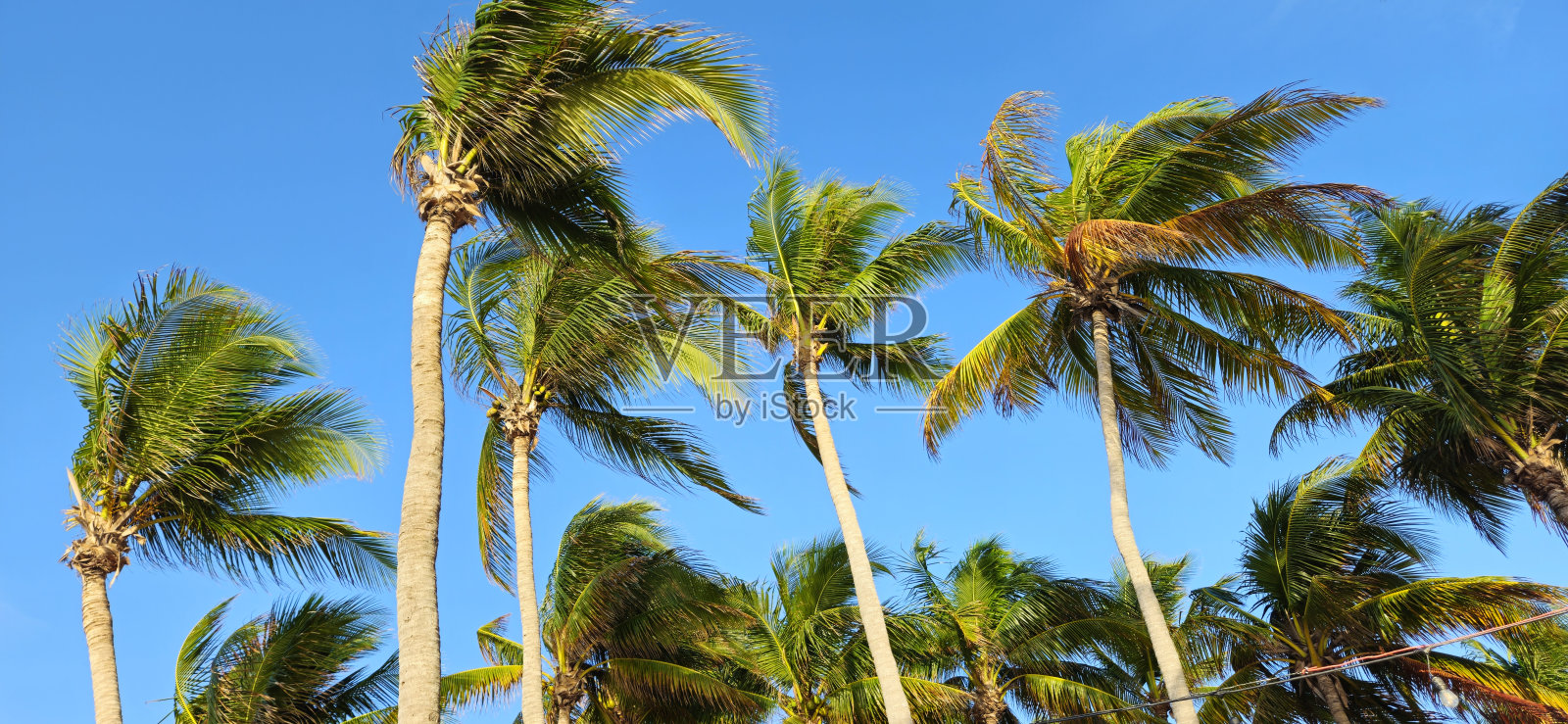 一群棕榈树照片摄影图片