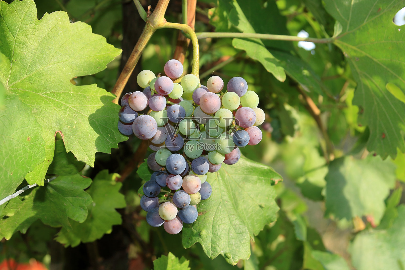 葡萄旋度。照片摄影图片