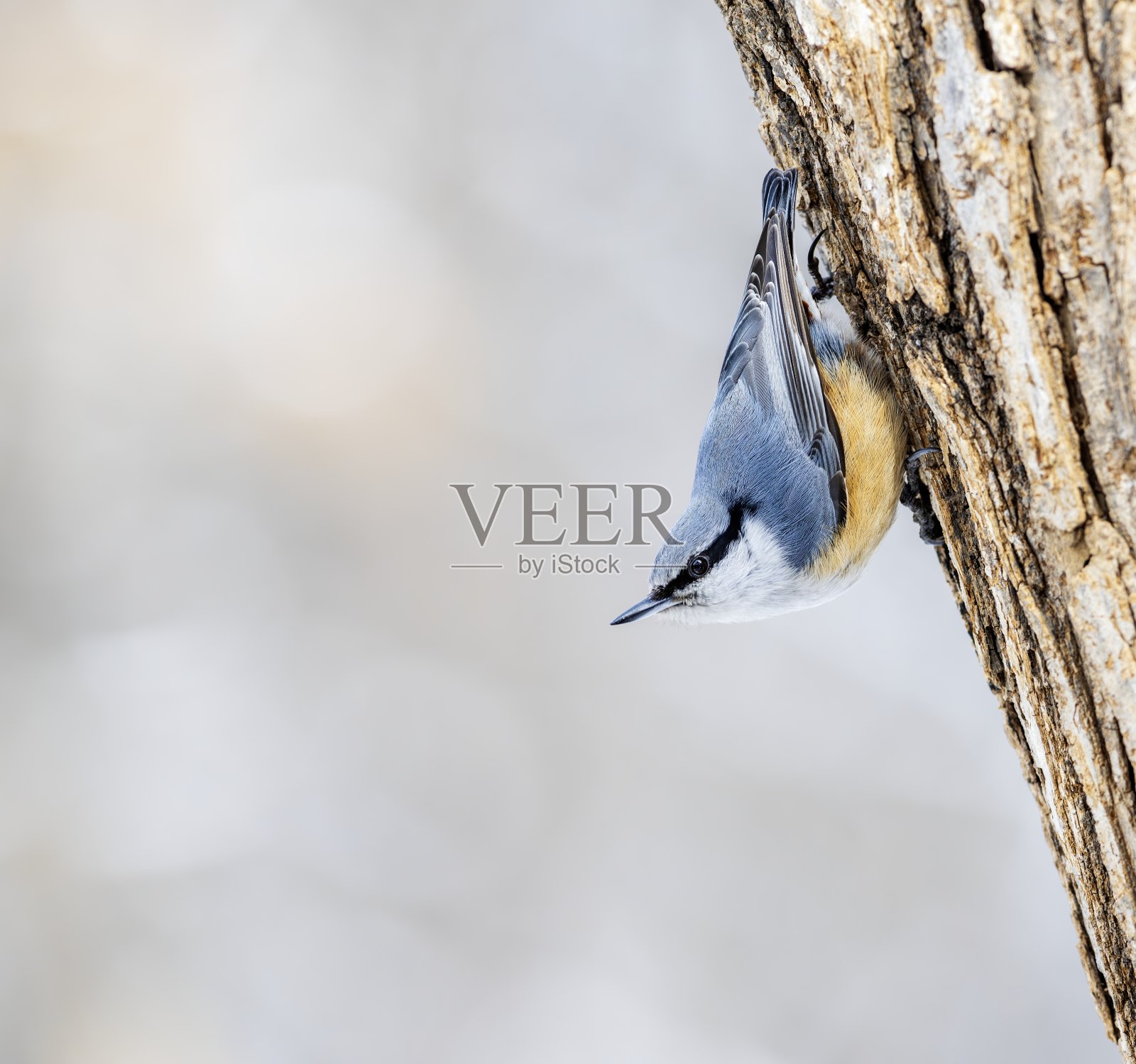 鸟照片摄影图片