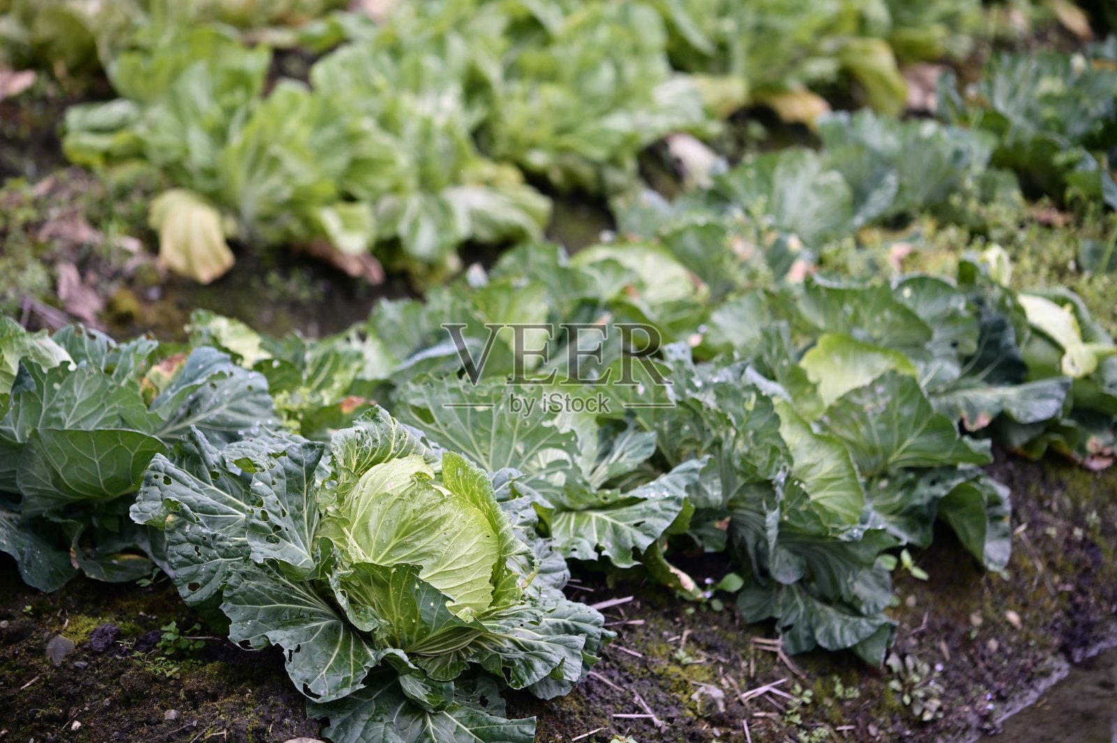 有虫洞和水滴的卷心菜特写照片摄影图片