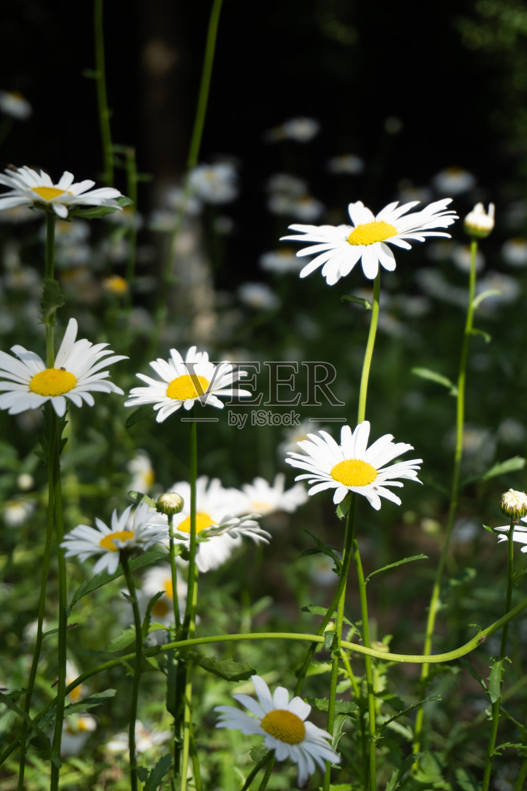夏天的花照片摄影图片