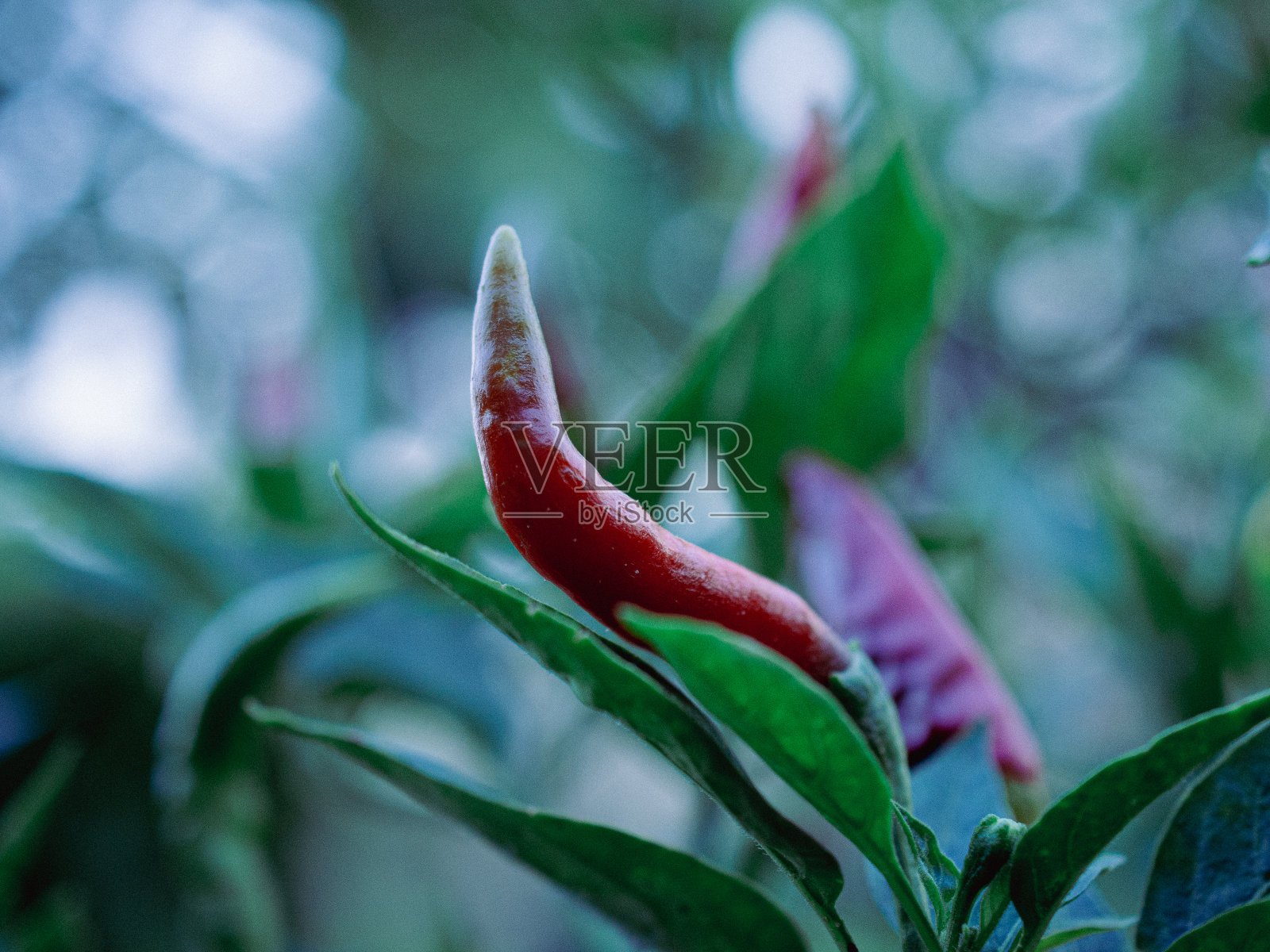 辣椒树照片摄影图片