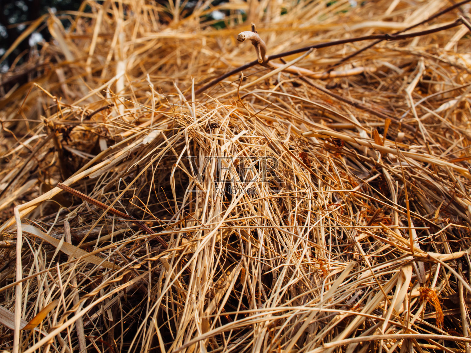 枯草照片摄影图片