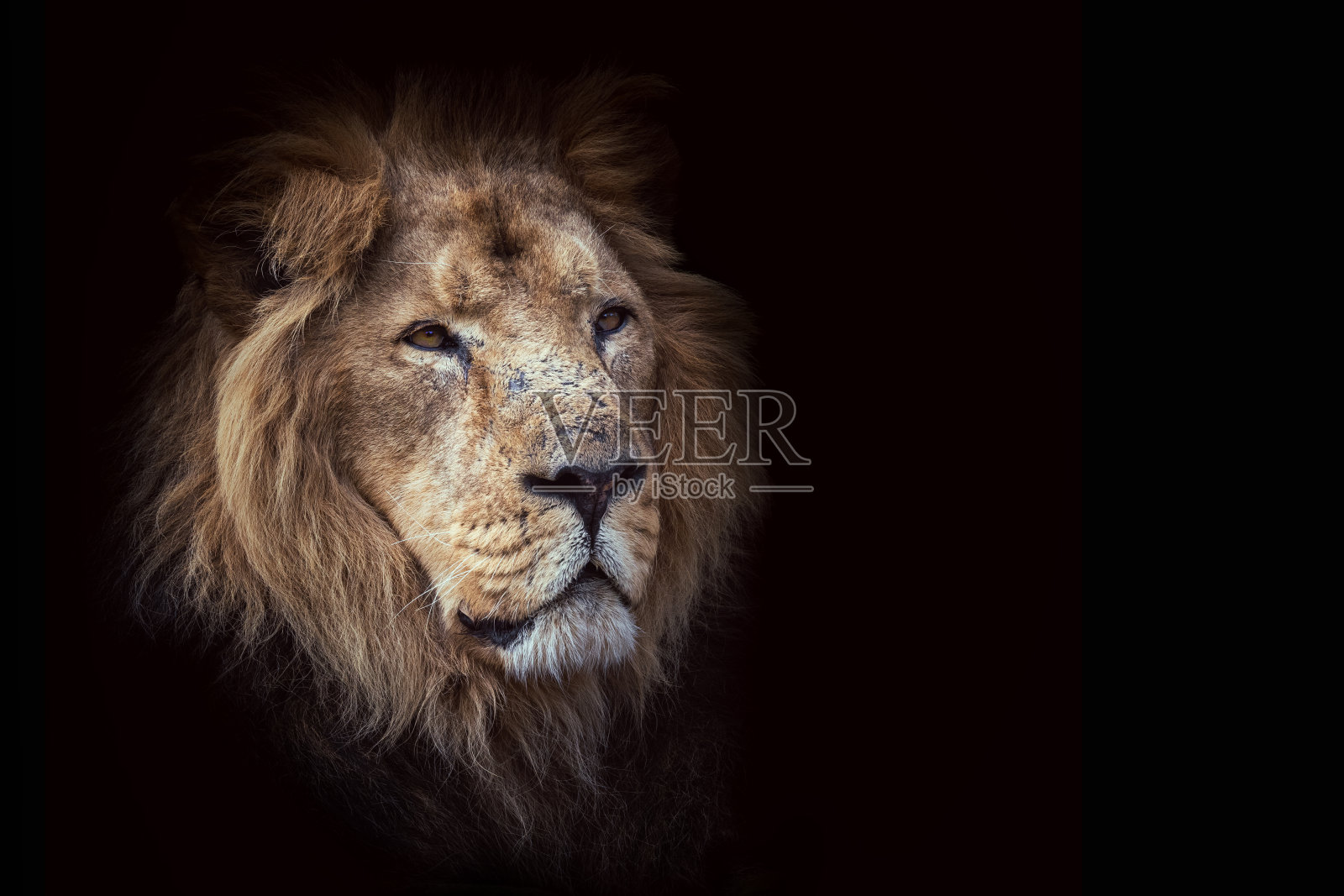 一只雄性亚洲狮，美洲豹，非洲狮的亚种，在野外，只在古吉拉特邦的吉尔国家公园被发现。濒临灭绝的物种。黑色肖像，留出文字空间。照片摄影图片