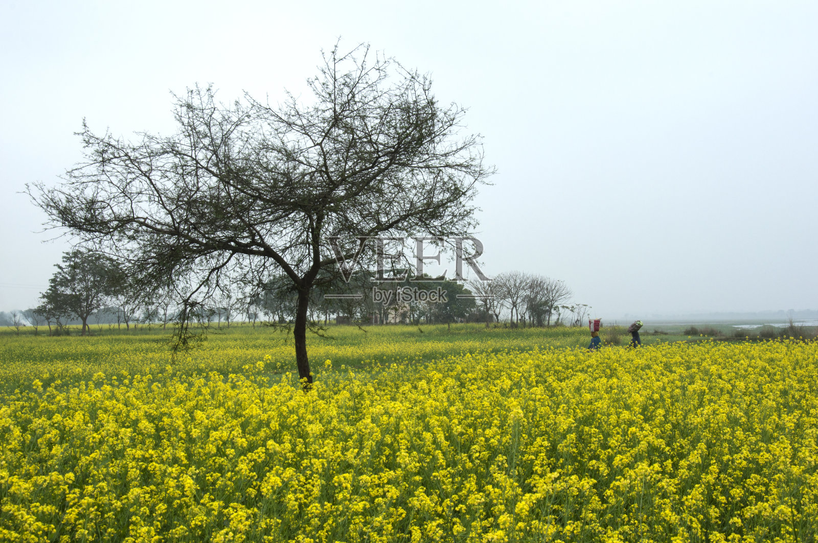 西孟加拉邦偏远村庄色彩斑斓的冬季景观。照片摄影图片