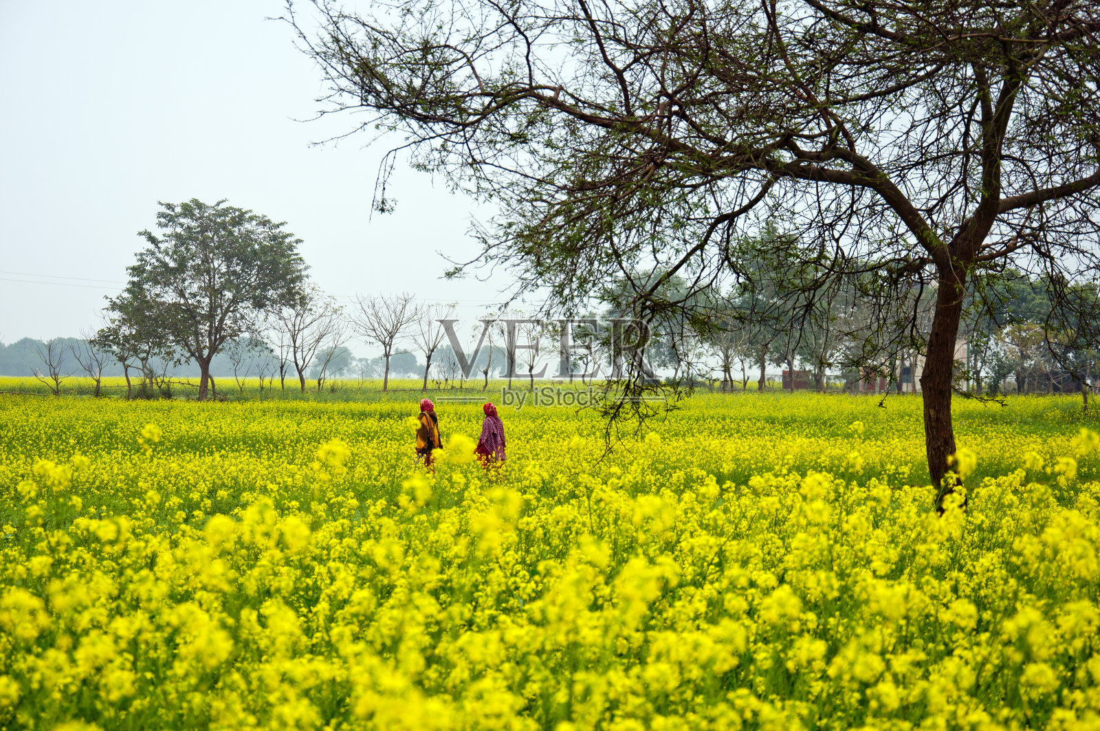 西孟加拉邦偏远村庄五彩缤纷的风景。照片摄影图片
