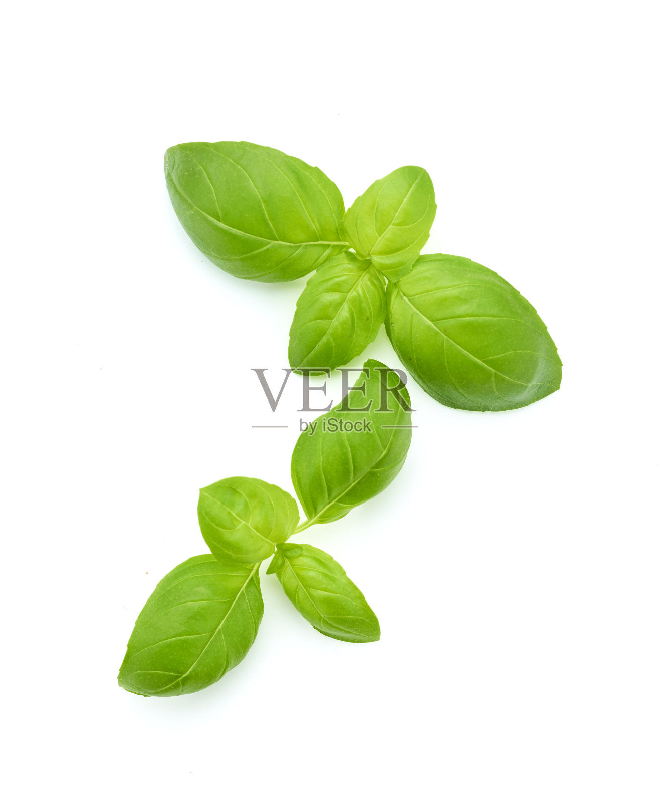 罗勒绿叶孤立在白色背景上照片摄影图片