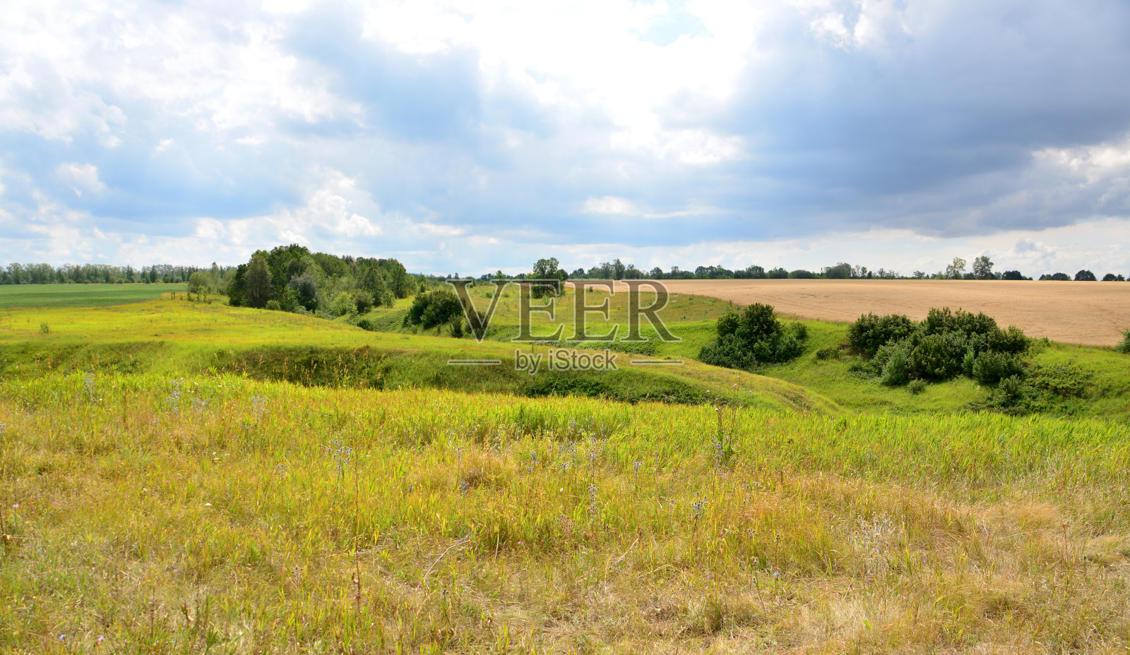 一片玉米田，背景是树照片摄影图片