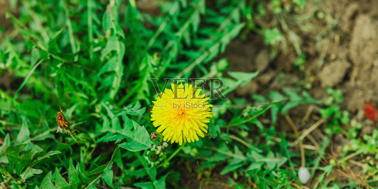 花园里长着盛开的蒲公英。春季园艺，户外概念背景，花卉风格照片摄影图片