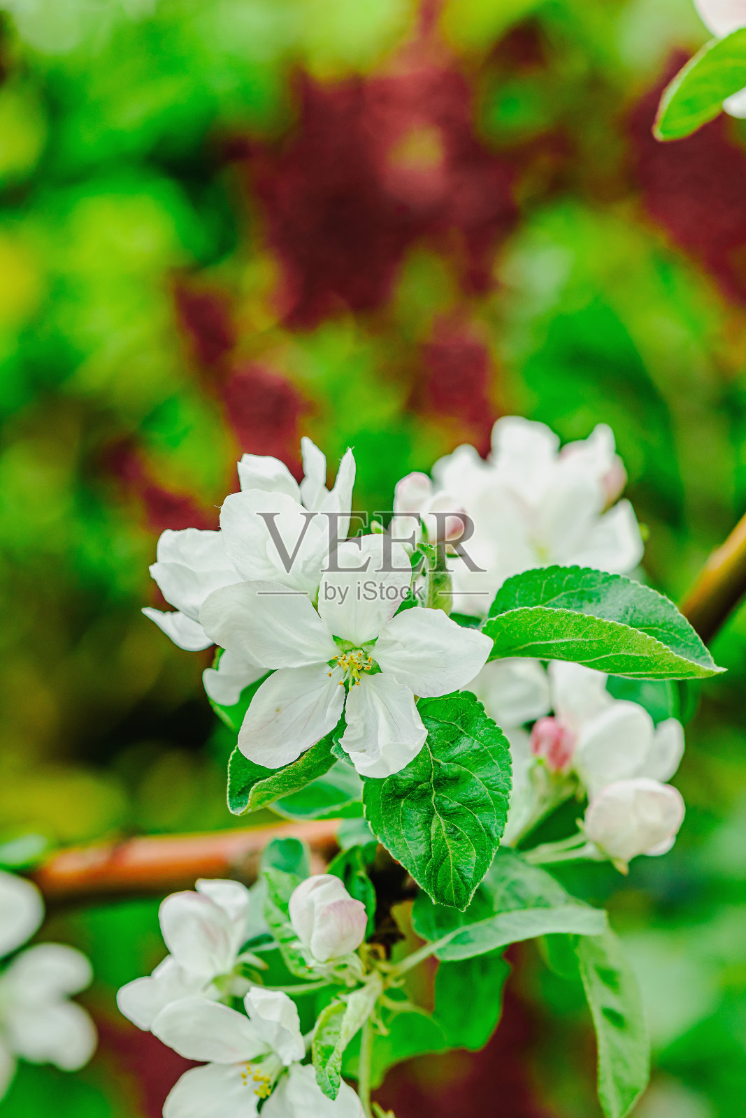 花园里盛开的苹果树。春天是植物生长的季节。园艺的概念照片摄影图片