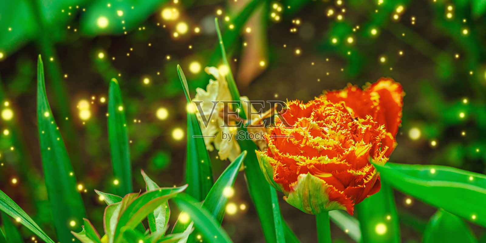 花园里长着盛开的郁金香。春季园艺，户外概念背景，花卉风格照片摄影图片