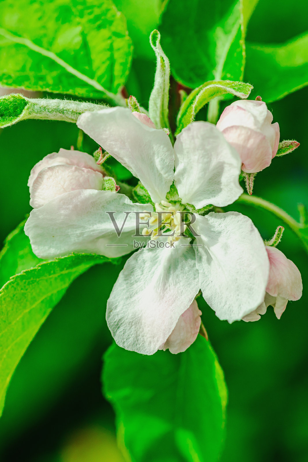 花园里盛开的苹果树。春天是植物生长的季节。园艺的概念照片摄影图片