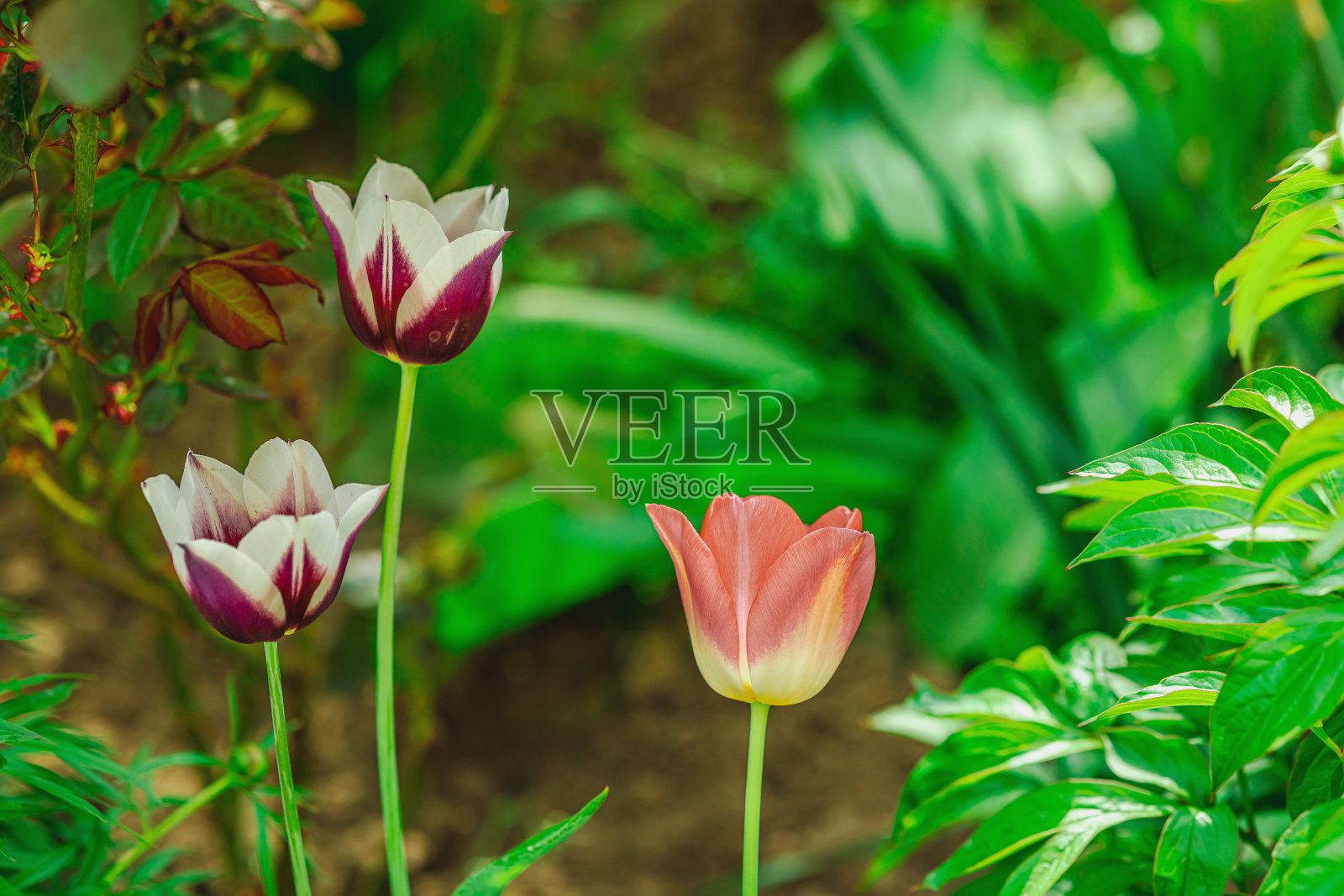 花园里长着盛开的郁金香。春季园艺，户外概念背景，花卉风格照片摄影图片