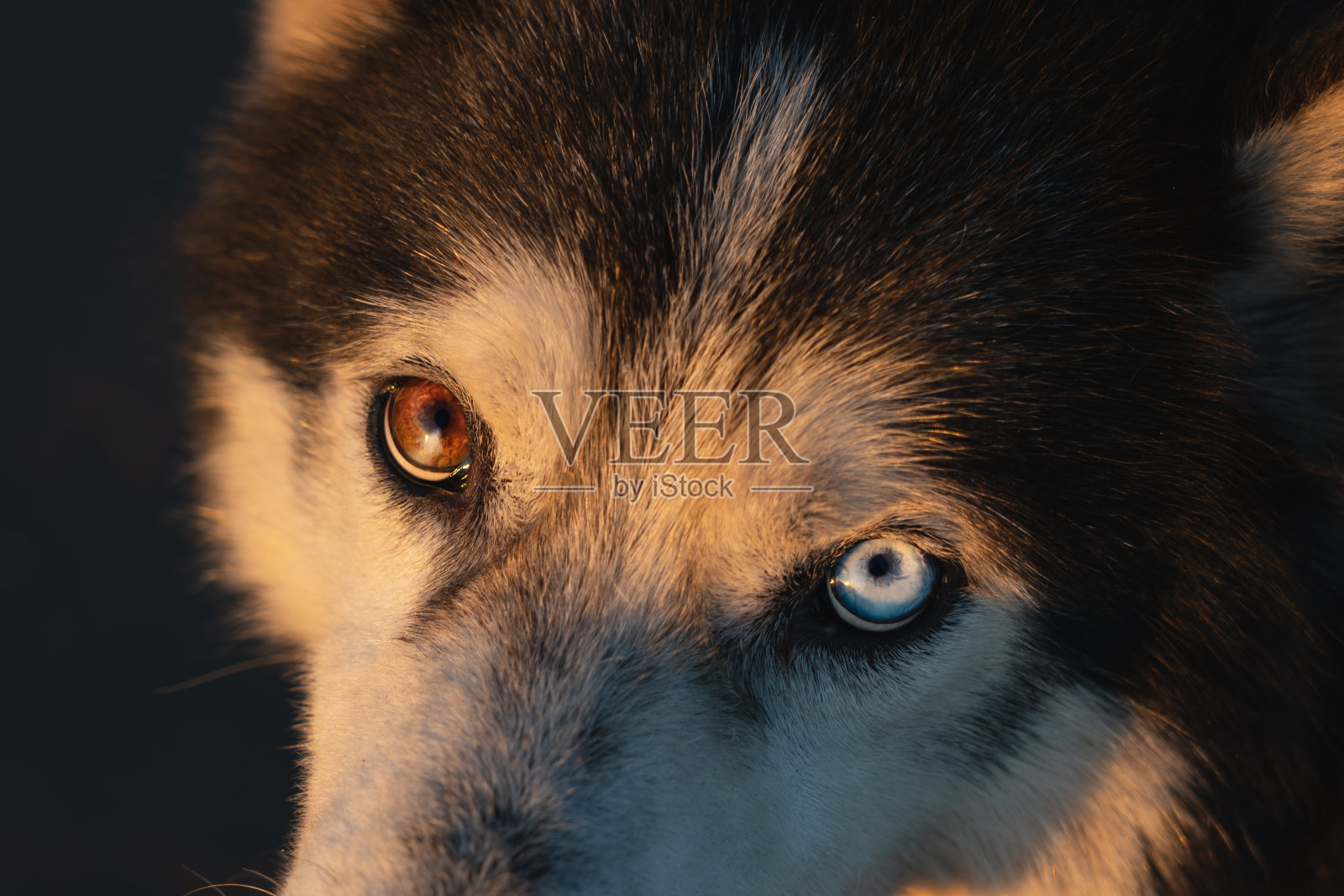 西伯利亚哈士奇犬的多色眼睛。照片摄影图片