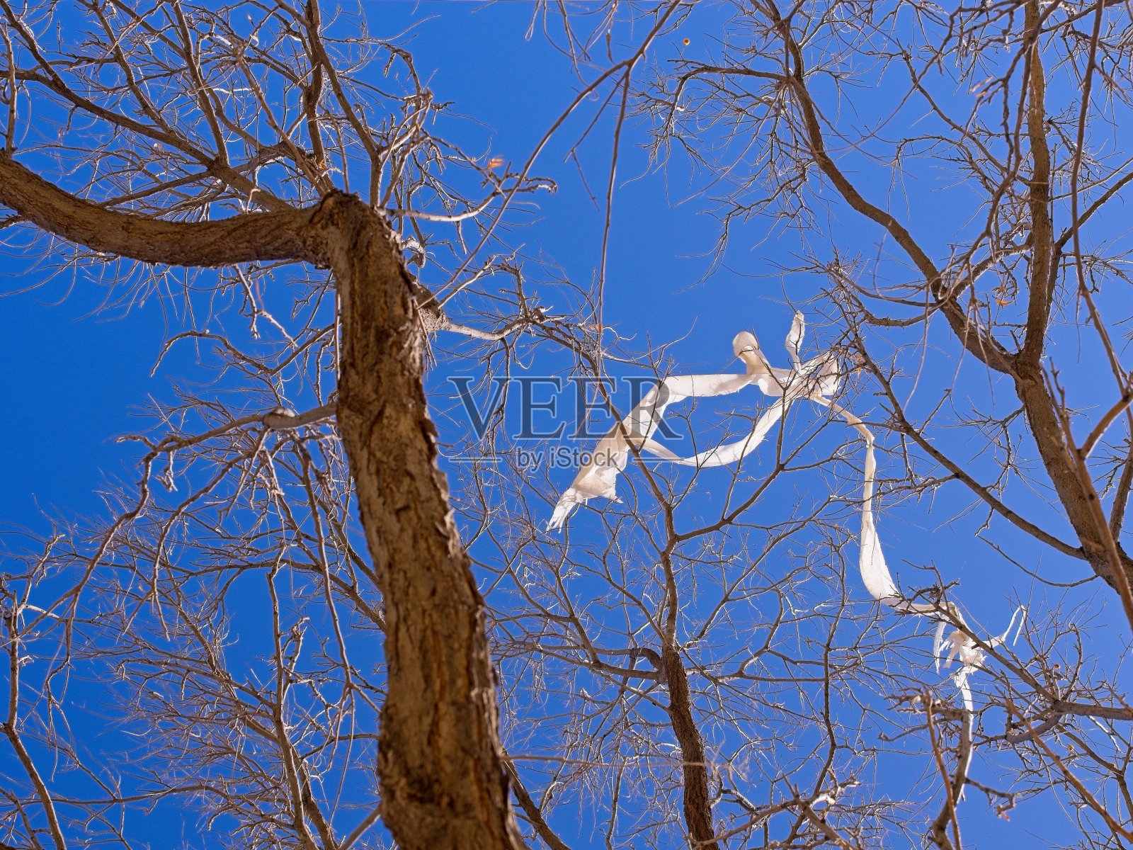 德克萨斯州西部一个大风天，白布被风吹到树上照片摄影图片