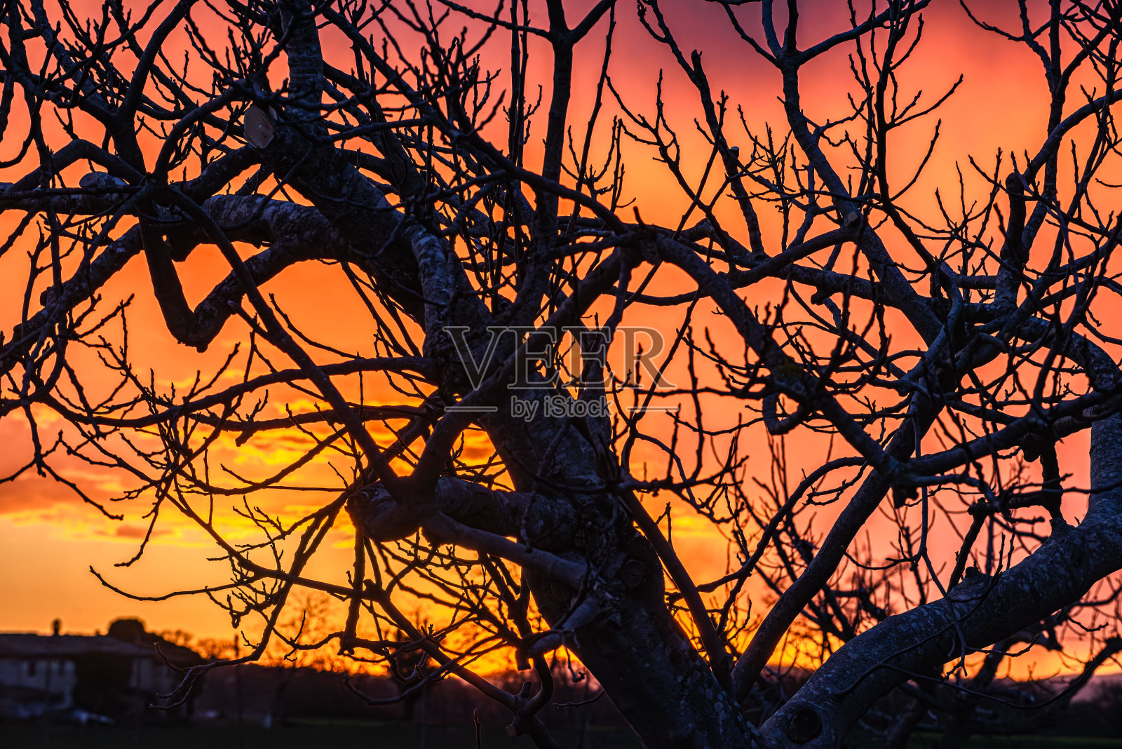 Albero,剪影照片摄影图片
