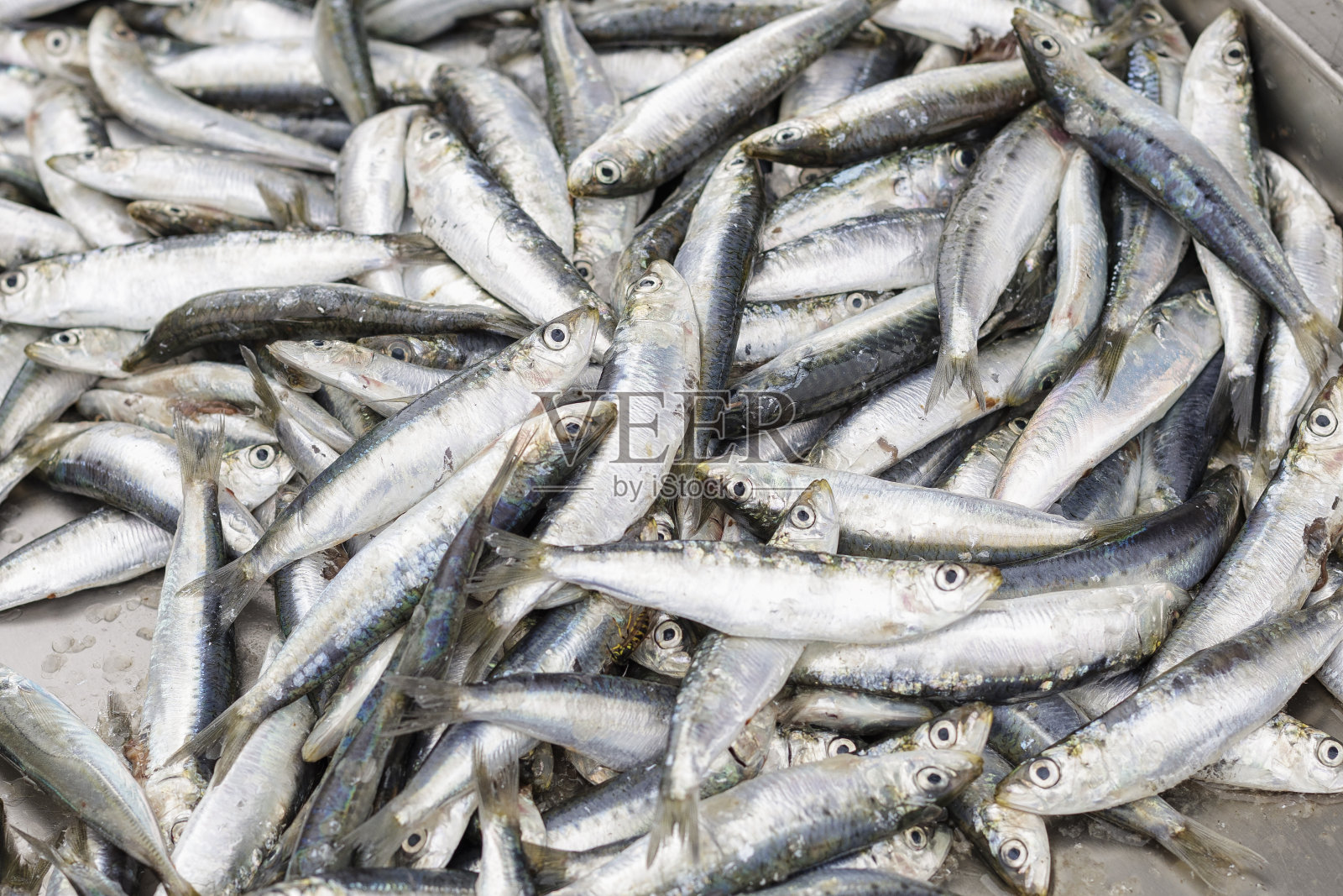 沙丁鱼照片摄影图片