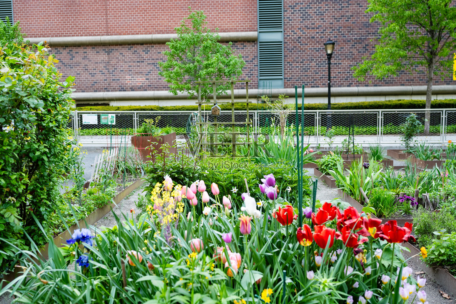 纽约市中心的社区花园照片摄影图片