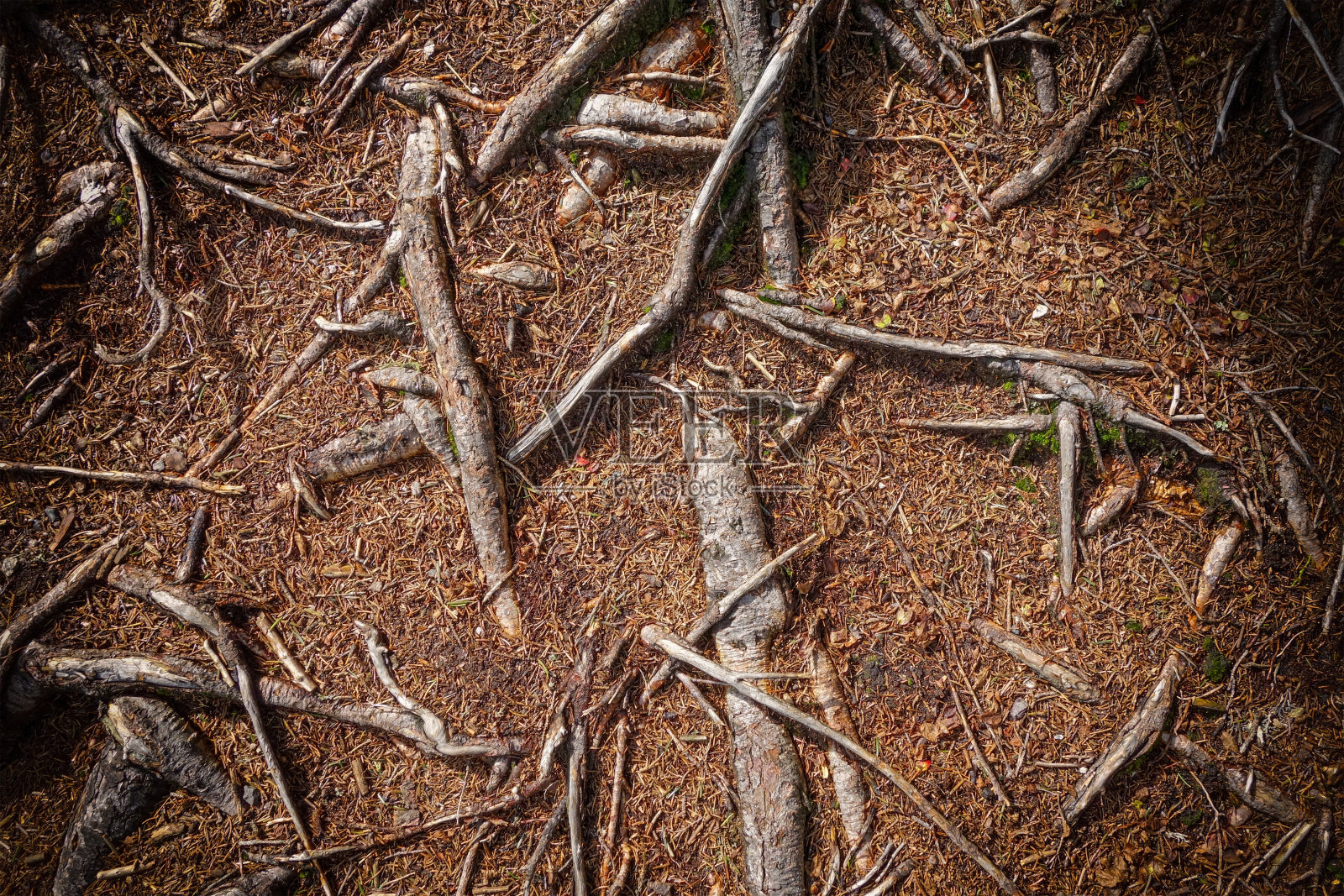 树根背景照片摄影图片