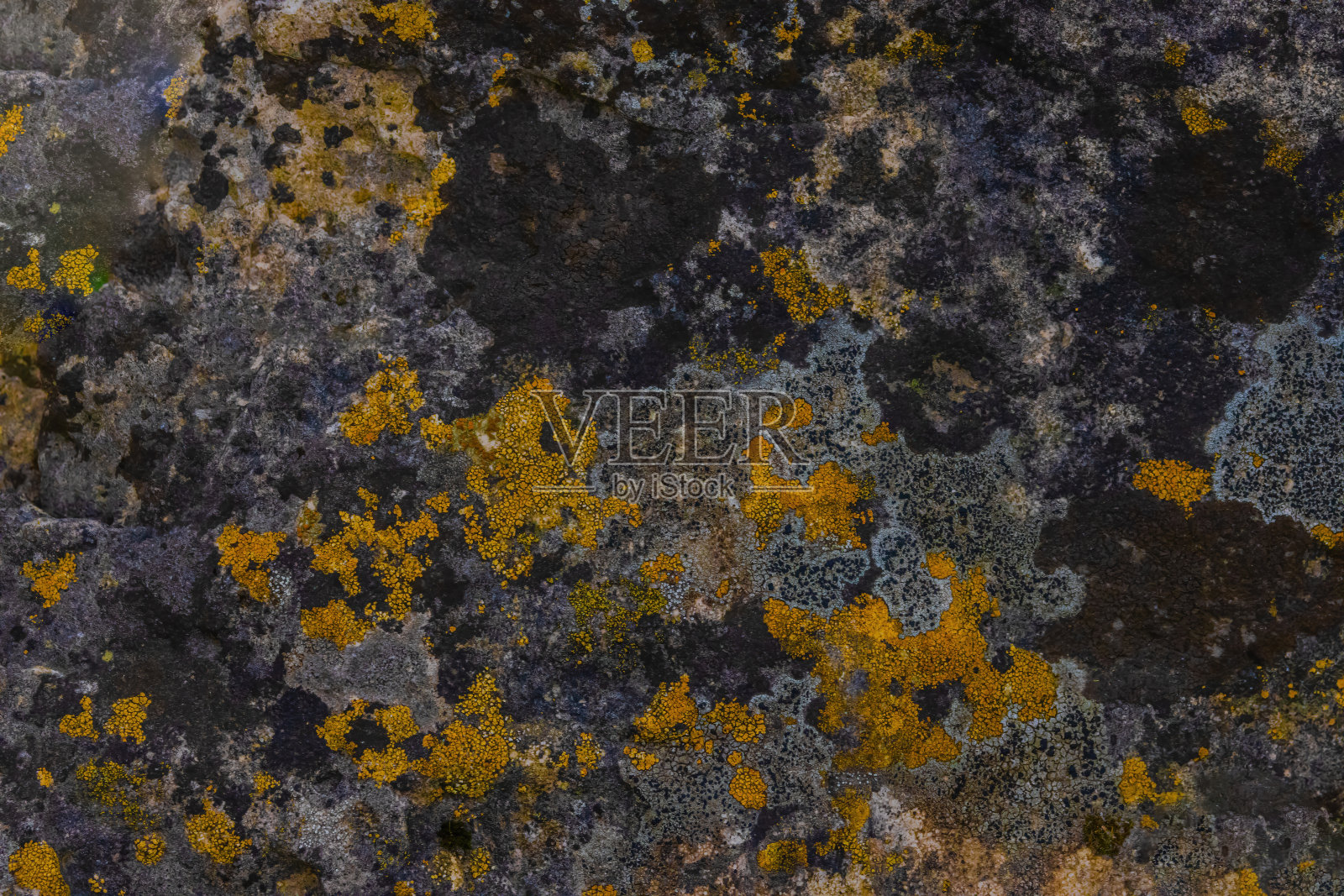 地衣地图(Rhizocarpon Geographicum)照片摄影图片