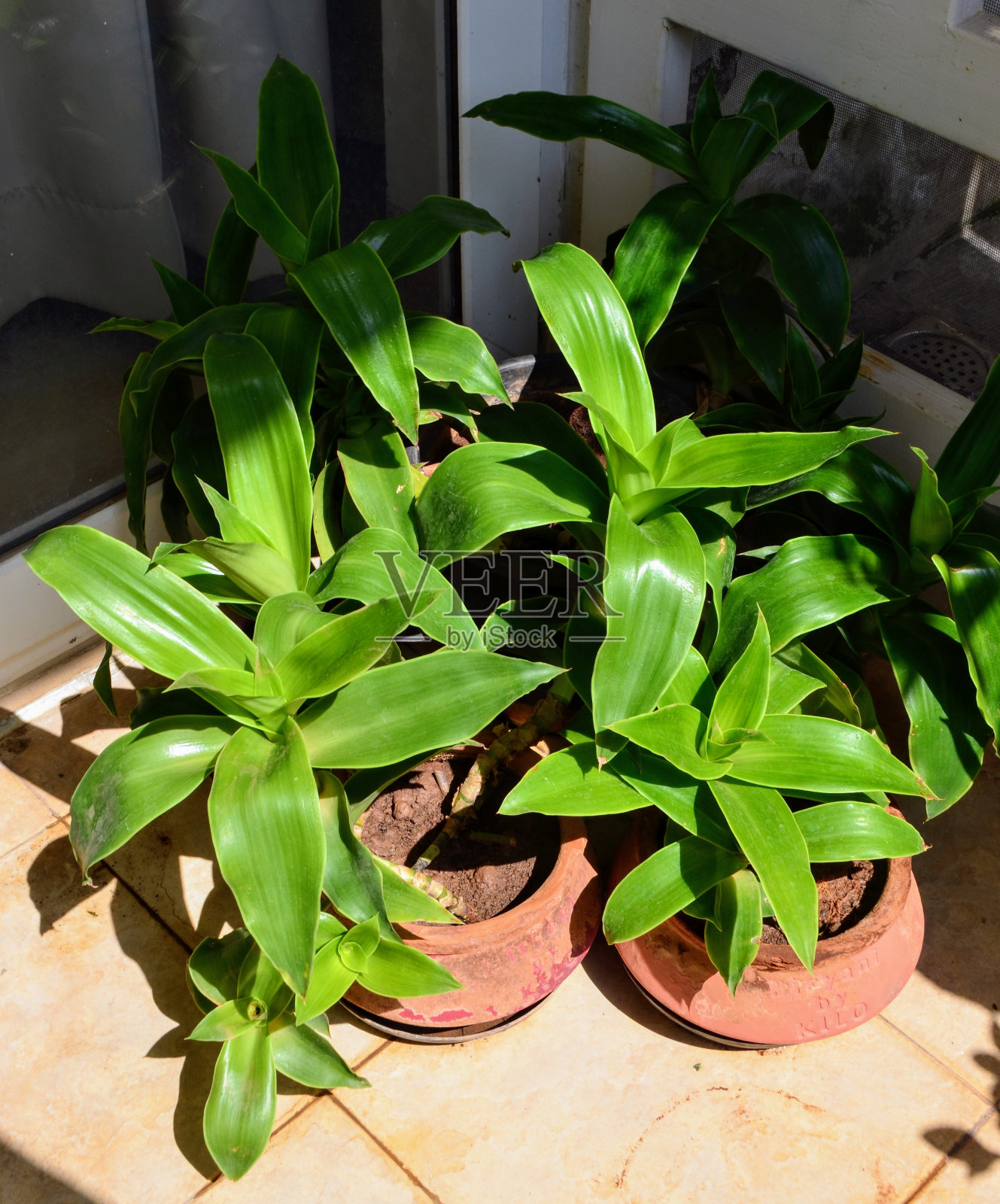 万寿莲，是一种药用植物，它具有许多非凡的特性，包括心血管健康，关节，牙齿和前列腺。具有抗病毒、抗菌作用。照片摄影图片