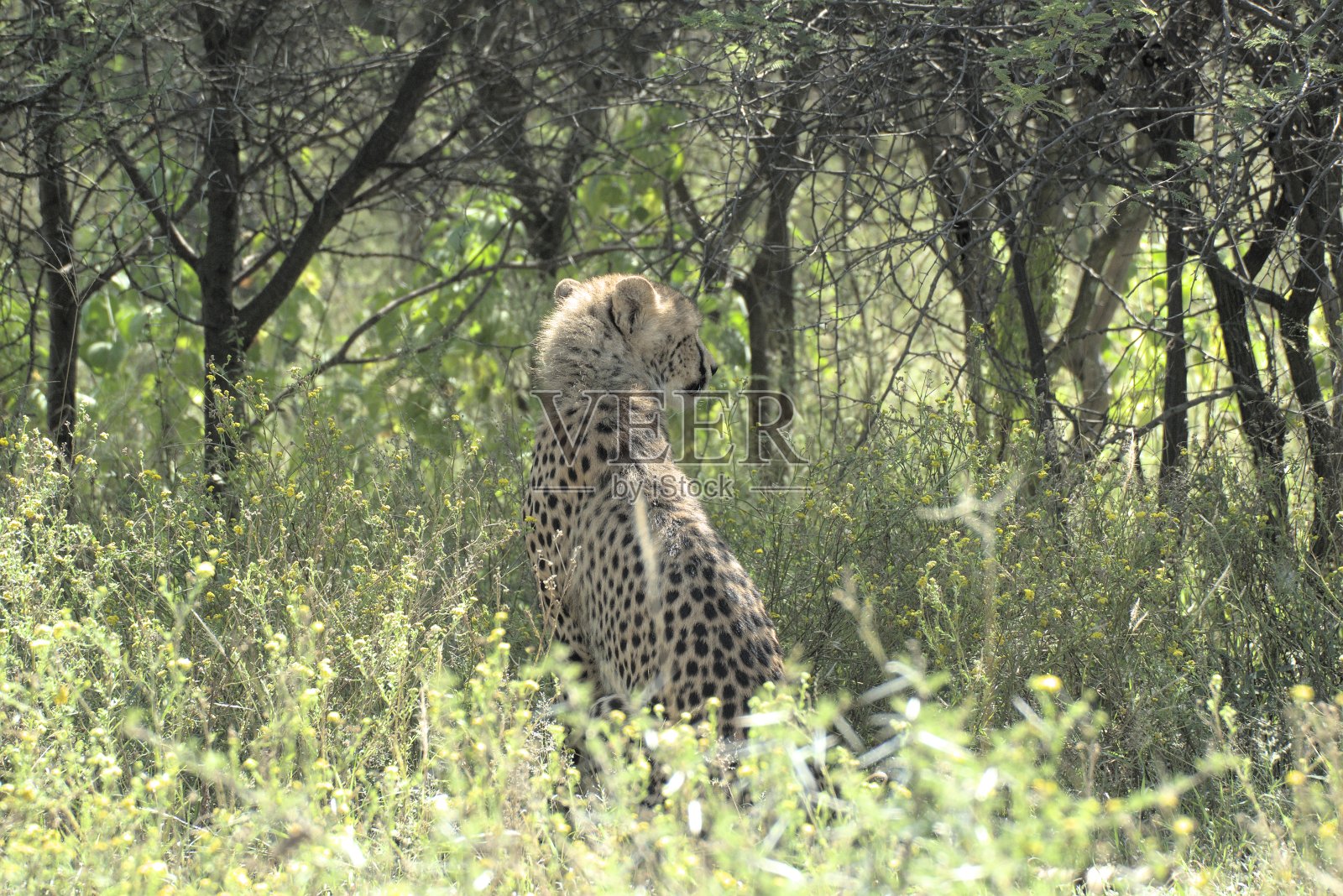 丛林里的猎豹照片摄影图片
