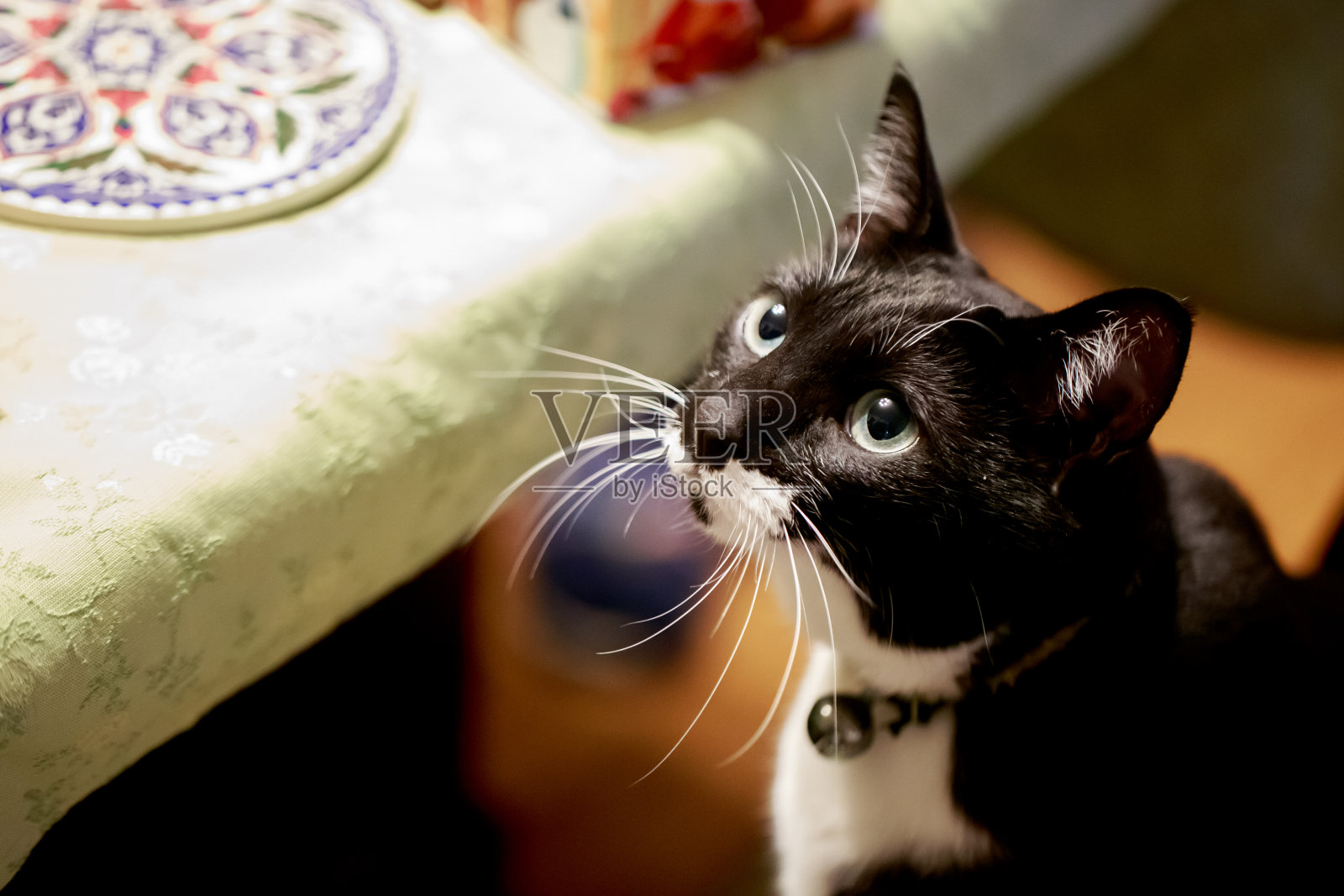 黑色的猫照片摄影图片