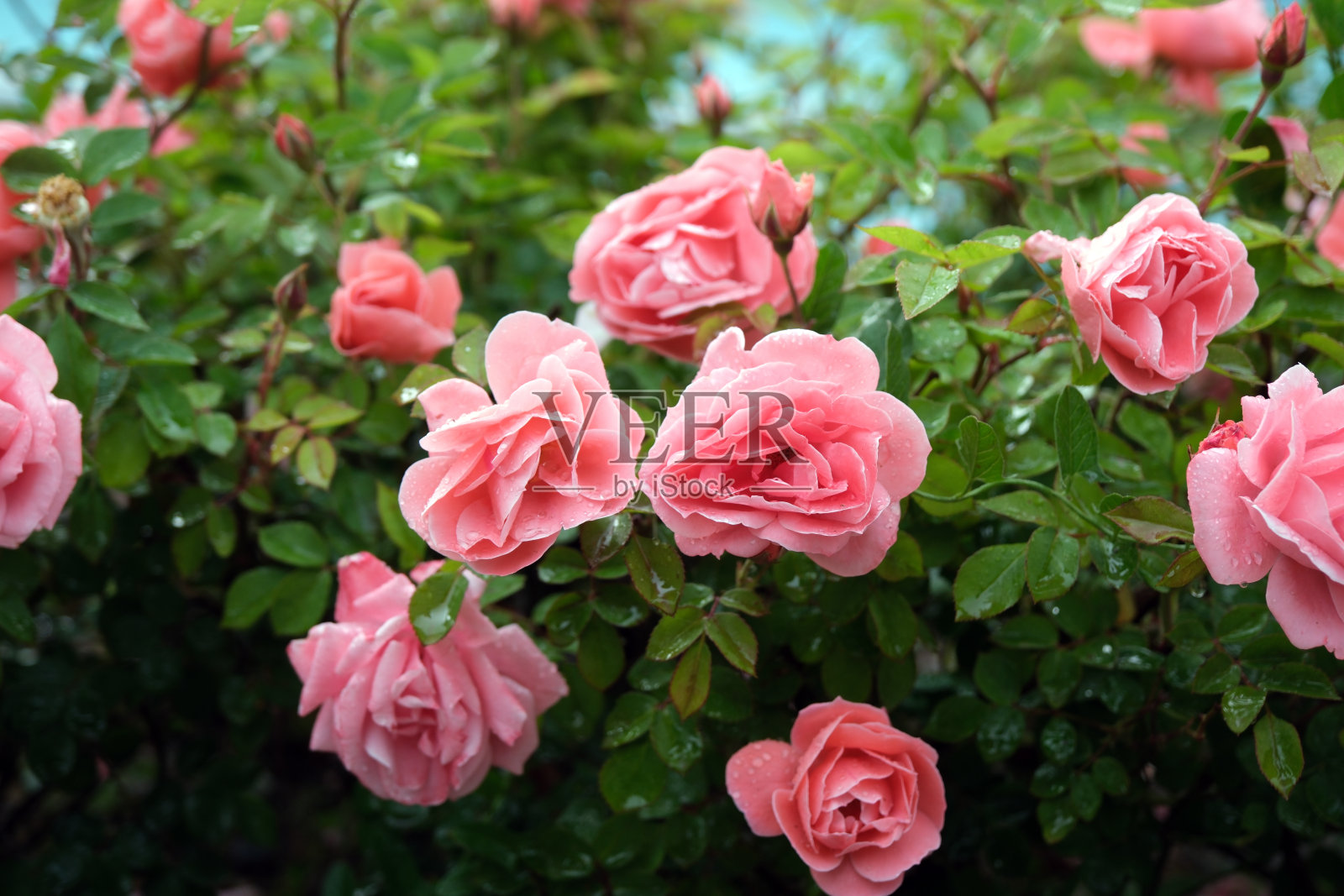 浅粉色玫瑰照片摄影图片